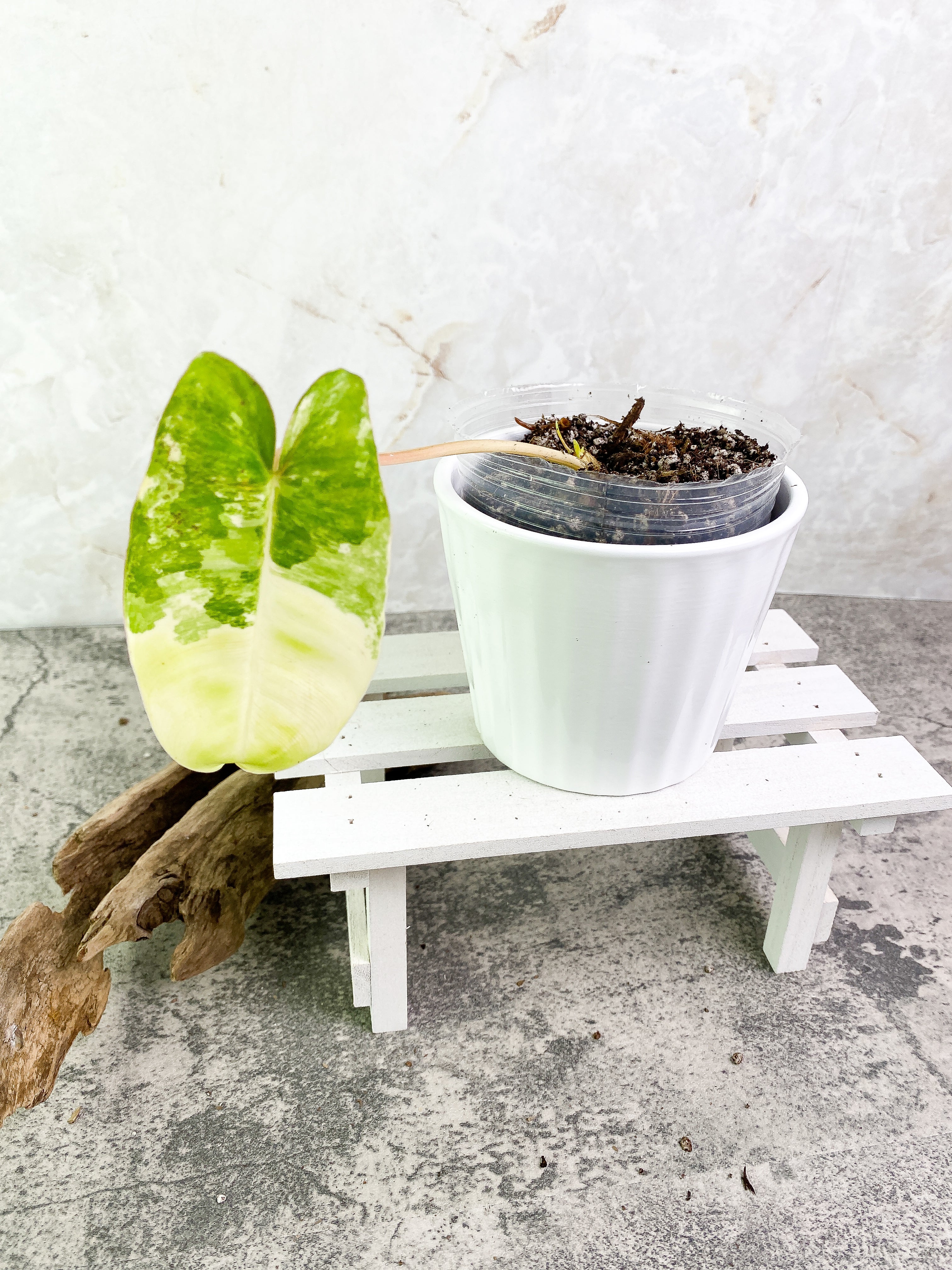 Philodendron Burle Marx variegated 1 leaf 1 sprout Rooted