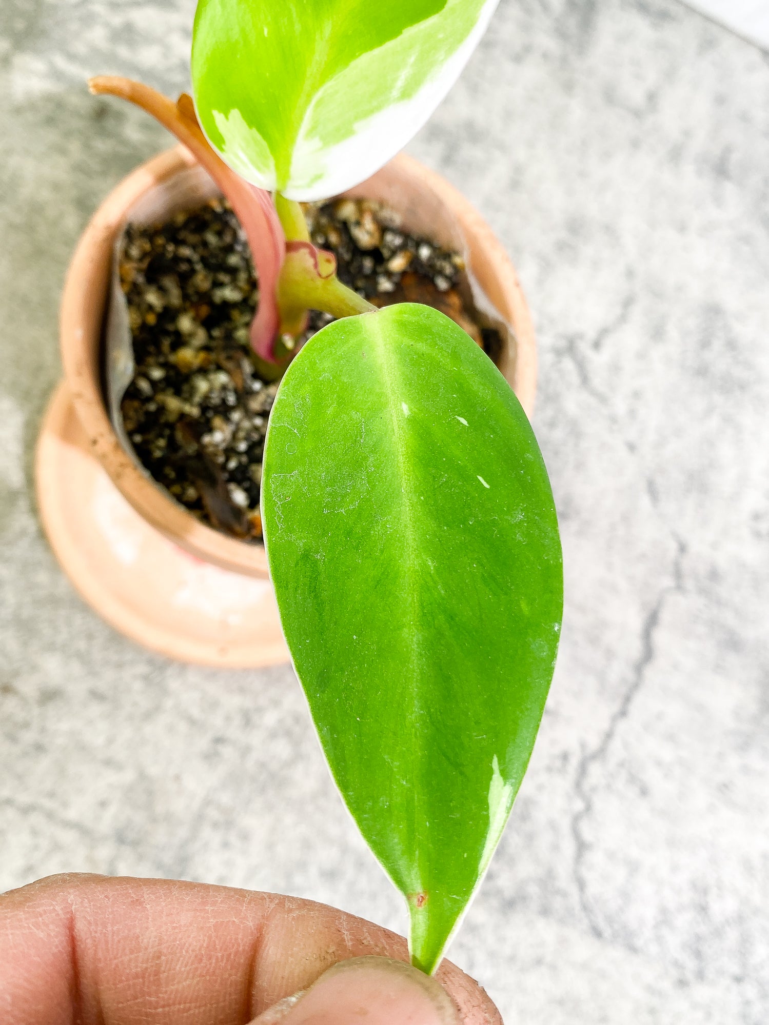 Philodendron White Princess 2 leaves fully rooted