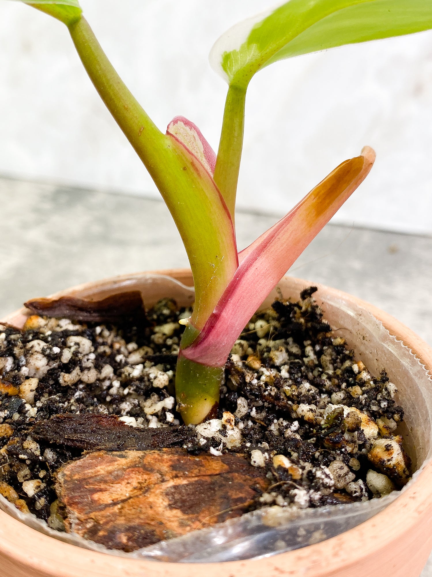 Philodendron White Princess 2 leaves fully rooted