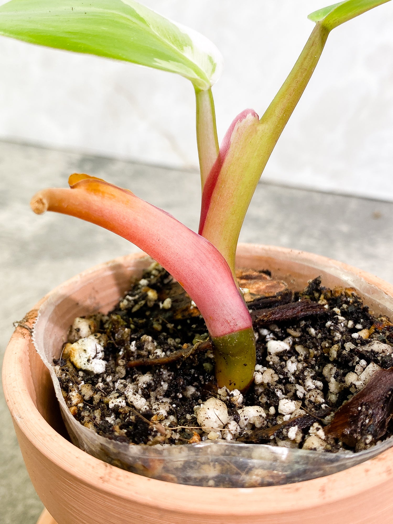 Philodendron White Princess 2 leaves fully rooted