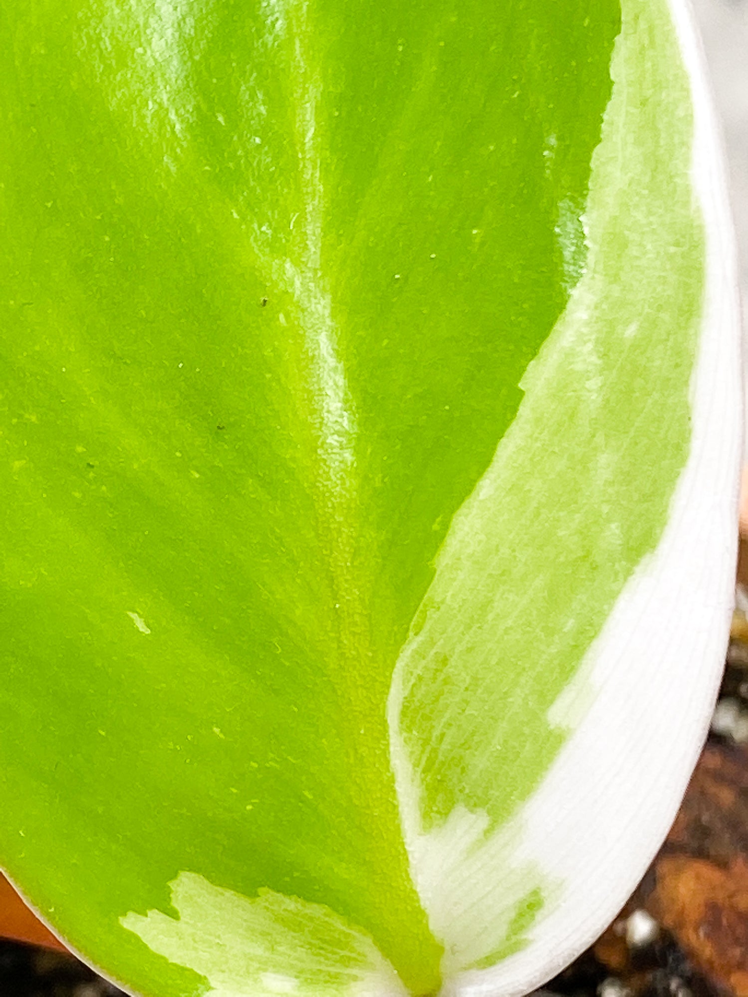 Philodendron White Princess 2 leaves fully rooted