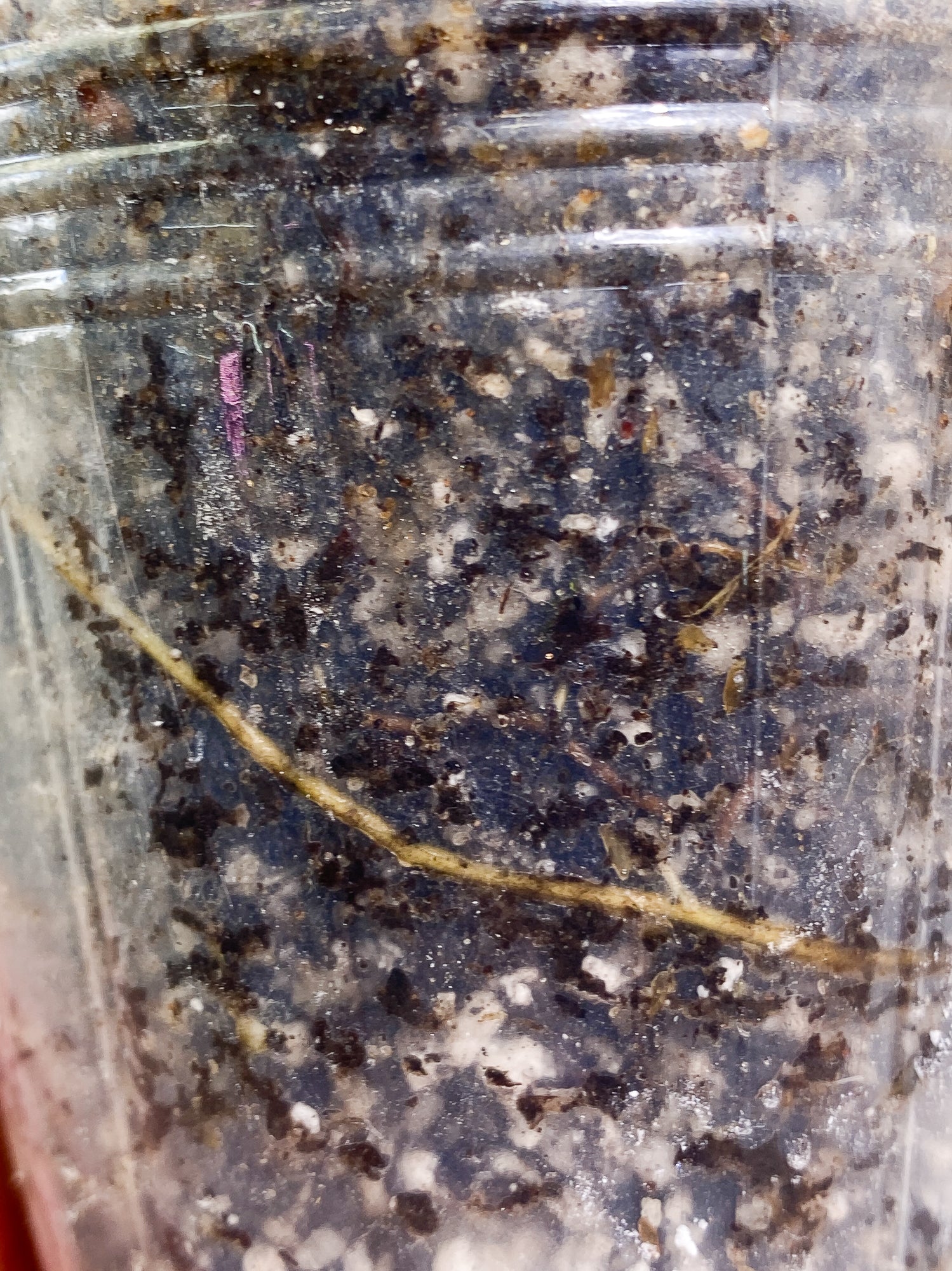 Philodendron White Princess 2 leaves fully rooted