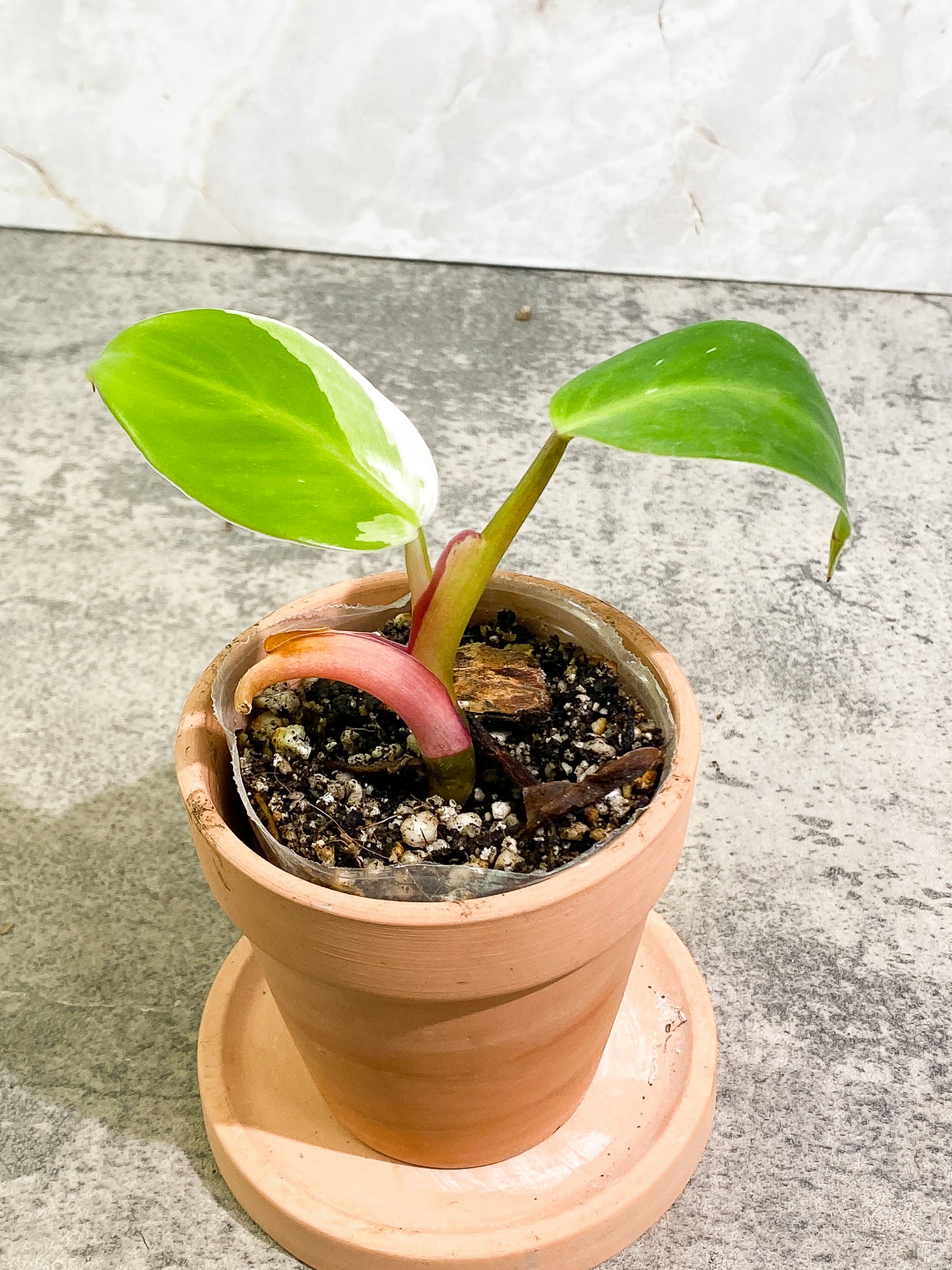 Philodendron White Princess 2 leaves fully rooted