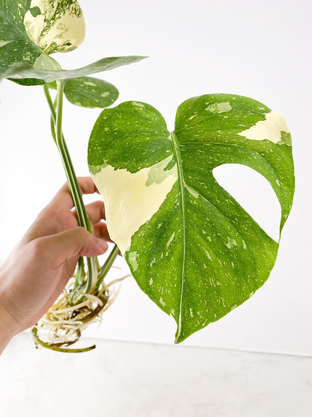 Monstera Thai Constellation 4 leaves