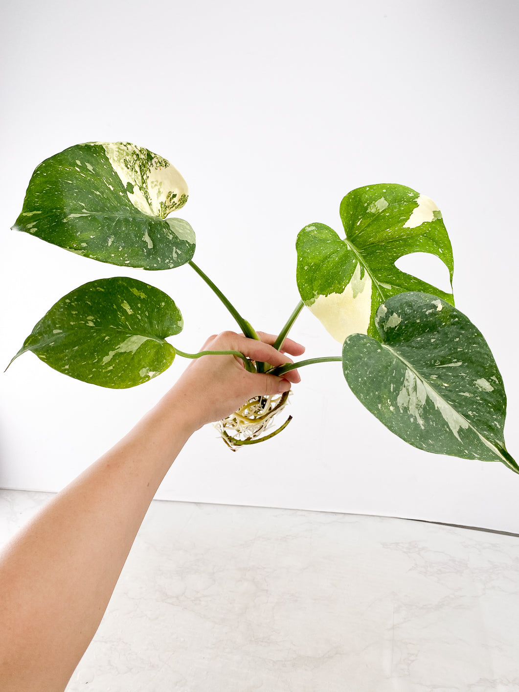 Monstera Thai Constellation 4 leaves