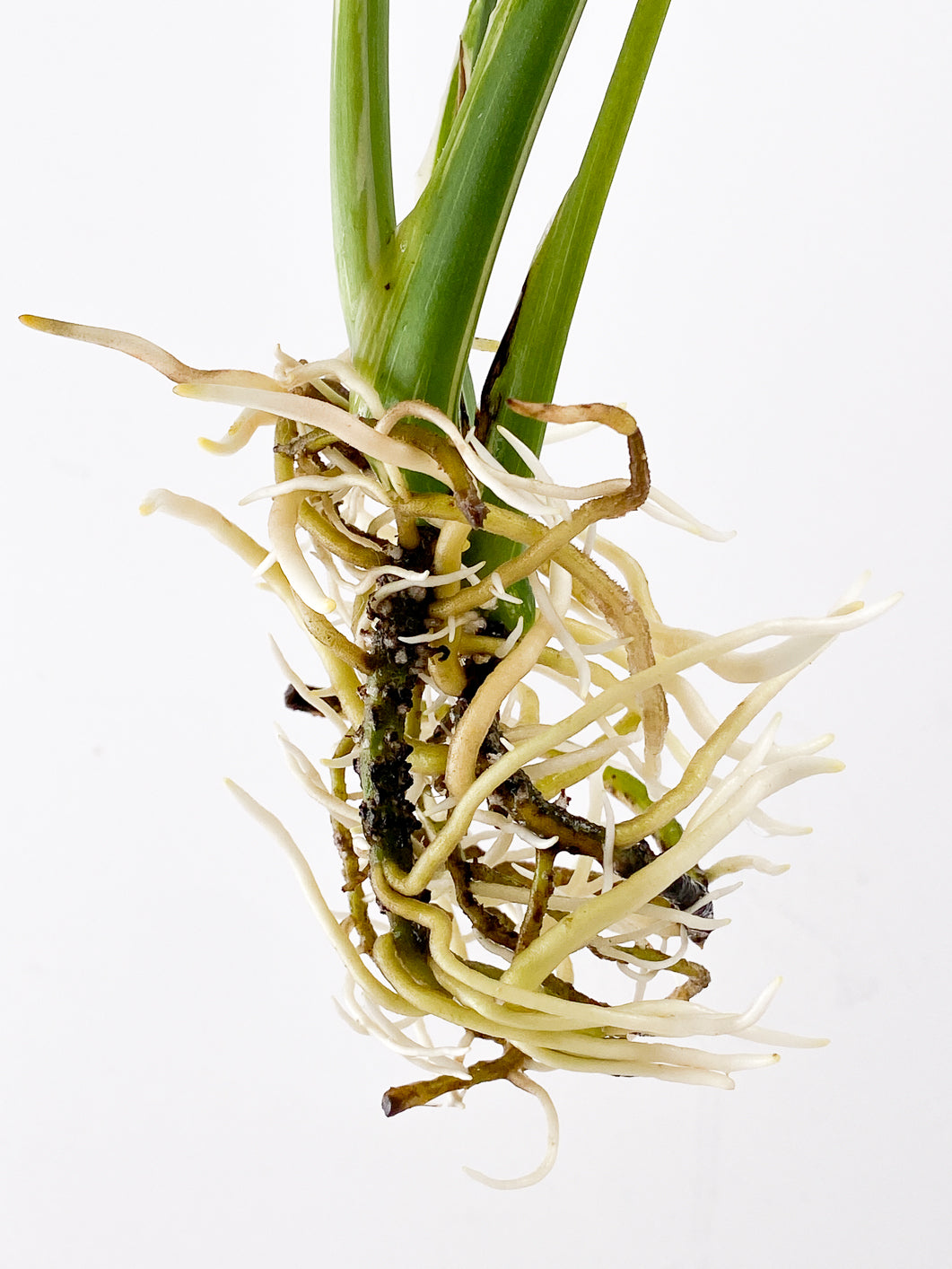 Monstera Thai Constellation 4 leaves
