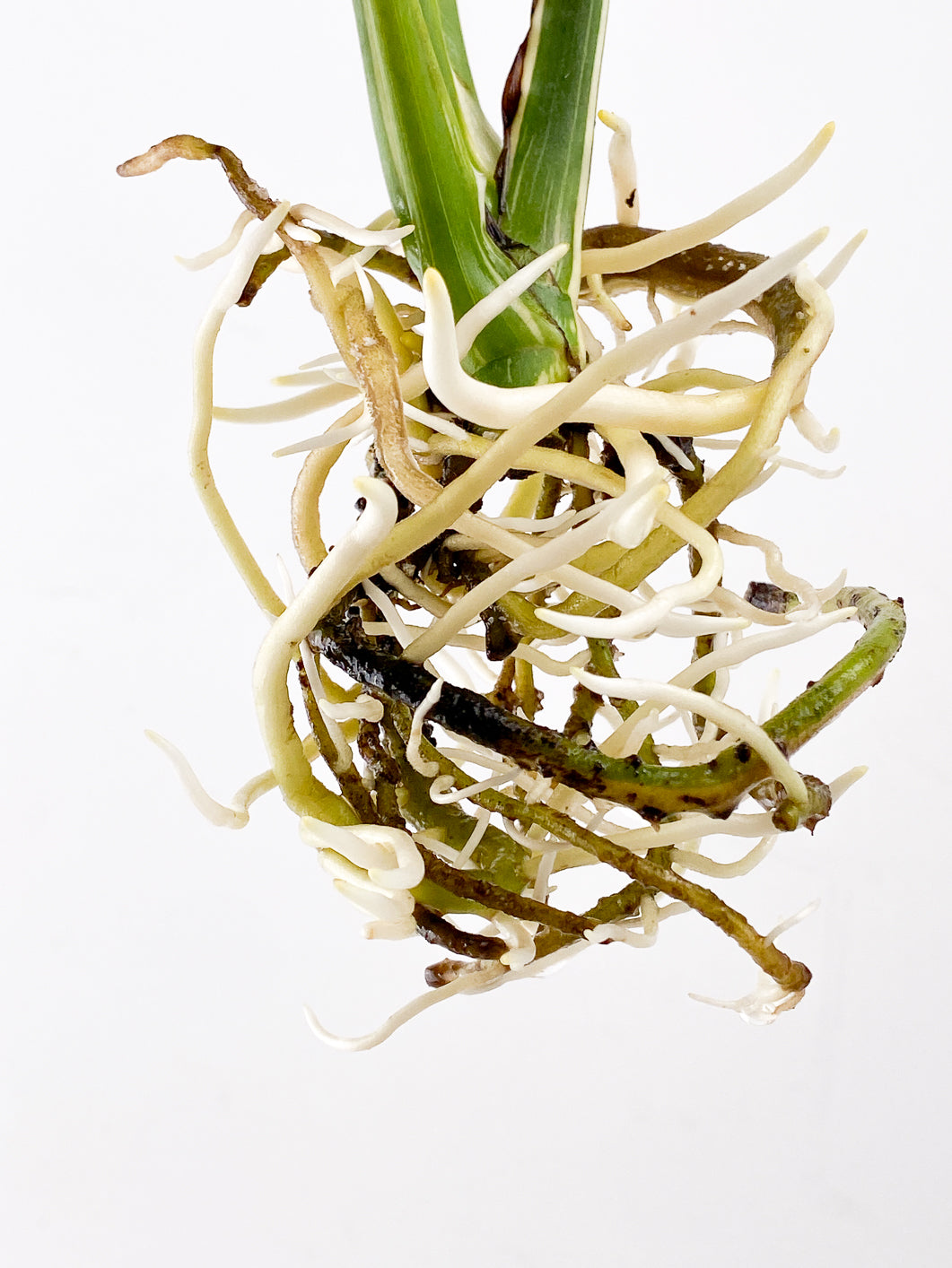 Monstera Thai Constellation 4 leaves