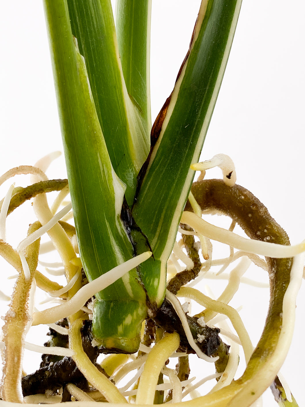 Monstera Thai Constellation 4 leaves