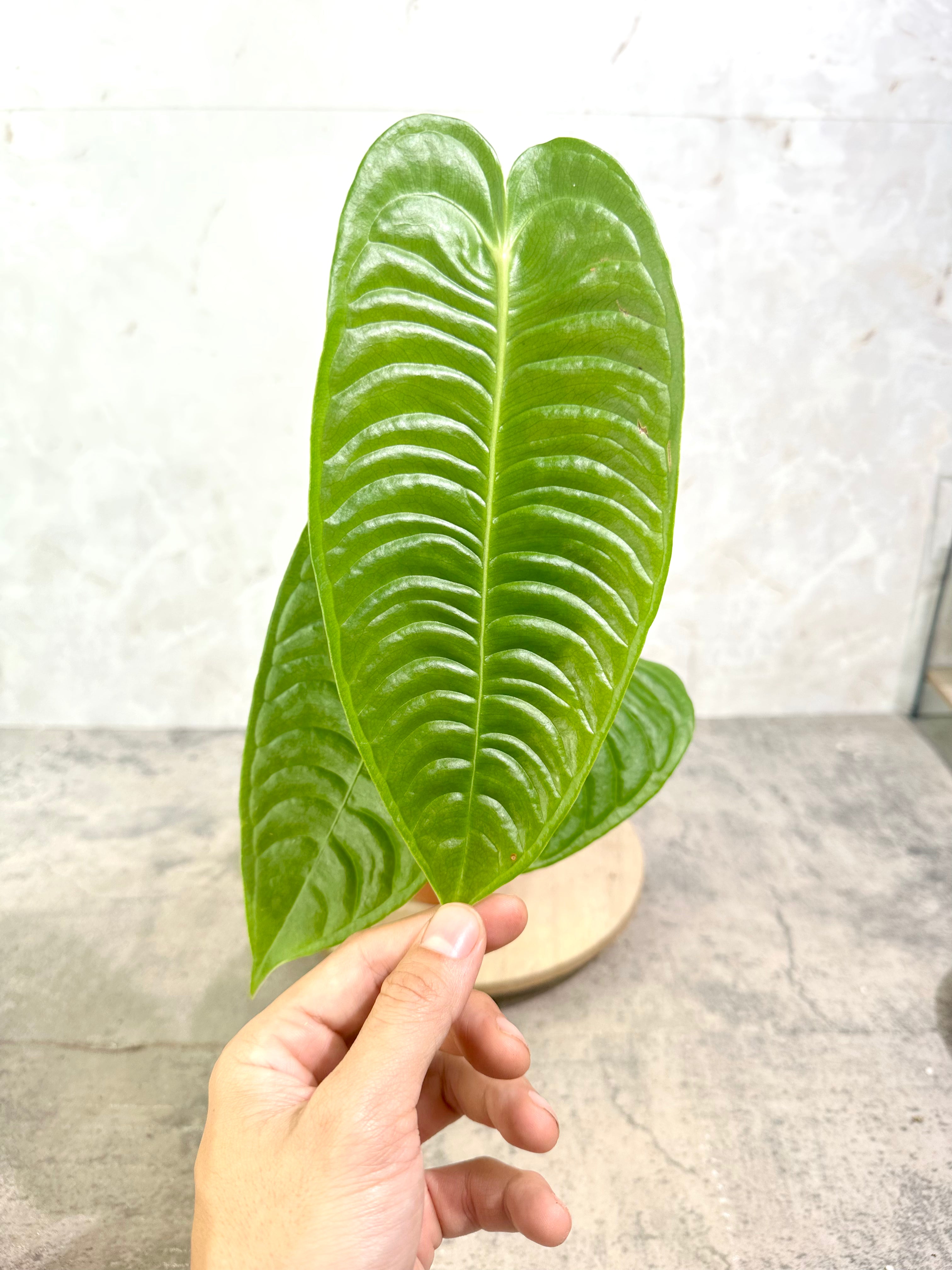 Anthurium Veitchii Super Narrow Form Rooted 4 leaves