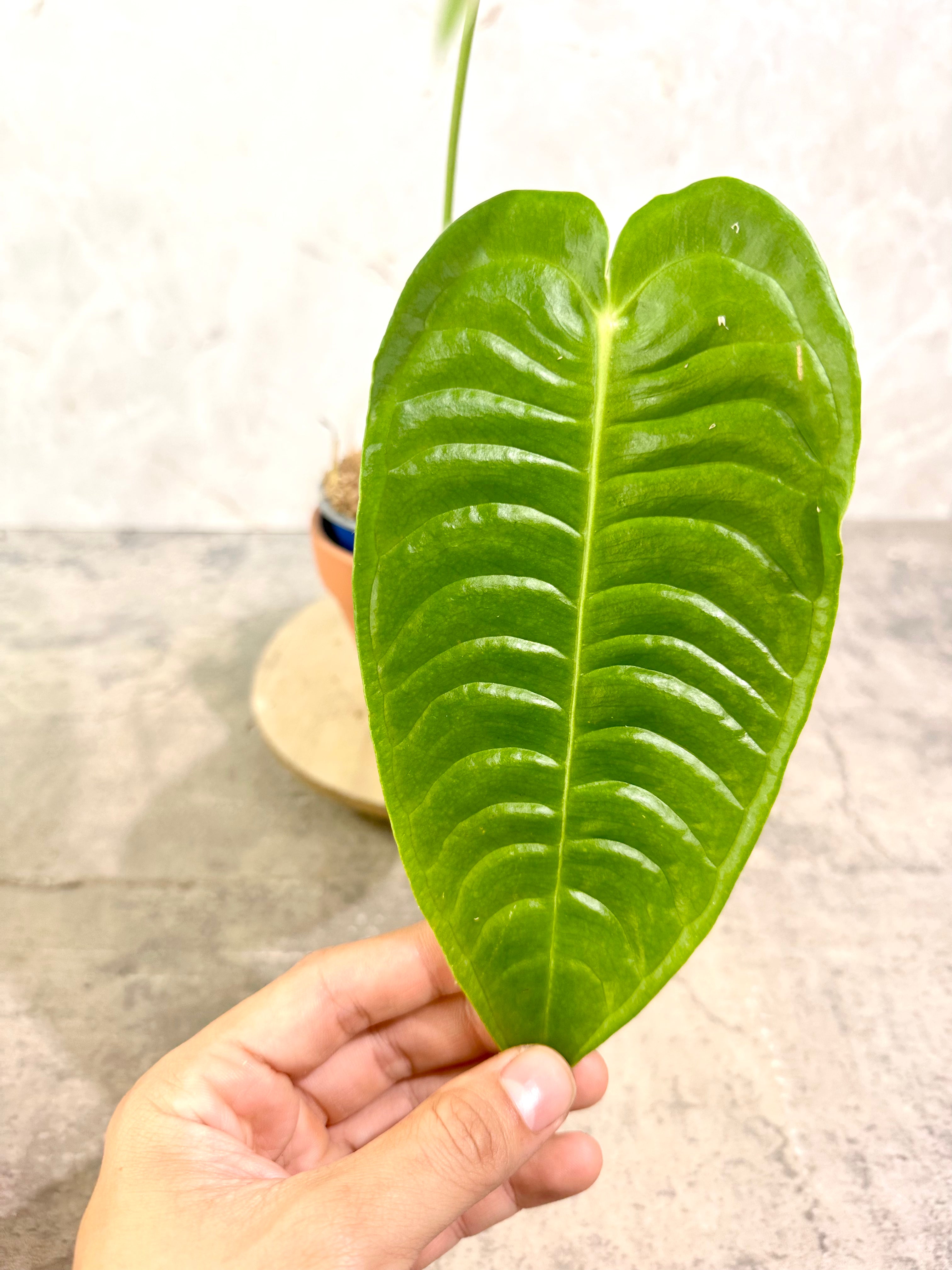 Anthurium Veitchii Super Narrow Form Rooted 4 leaves