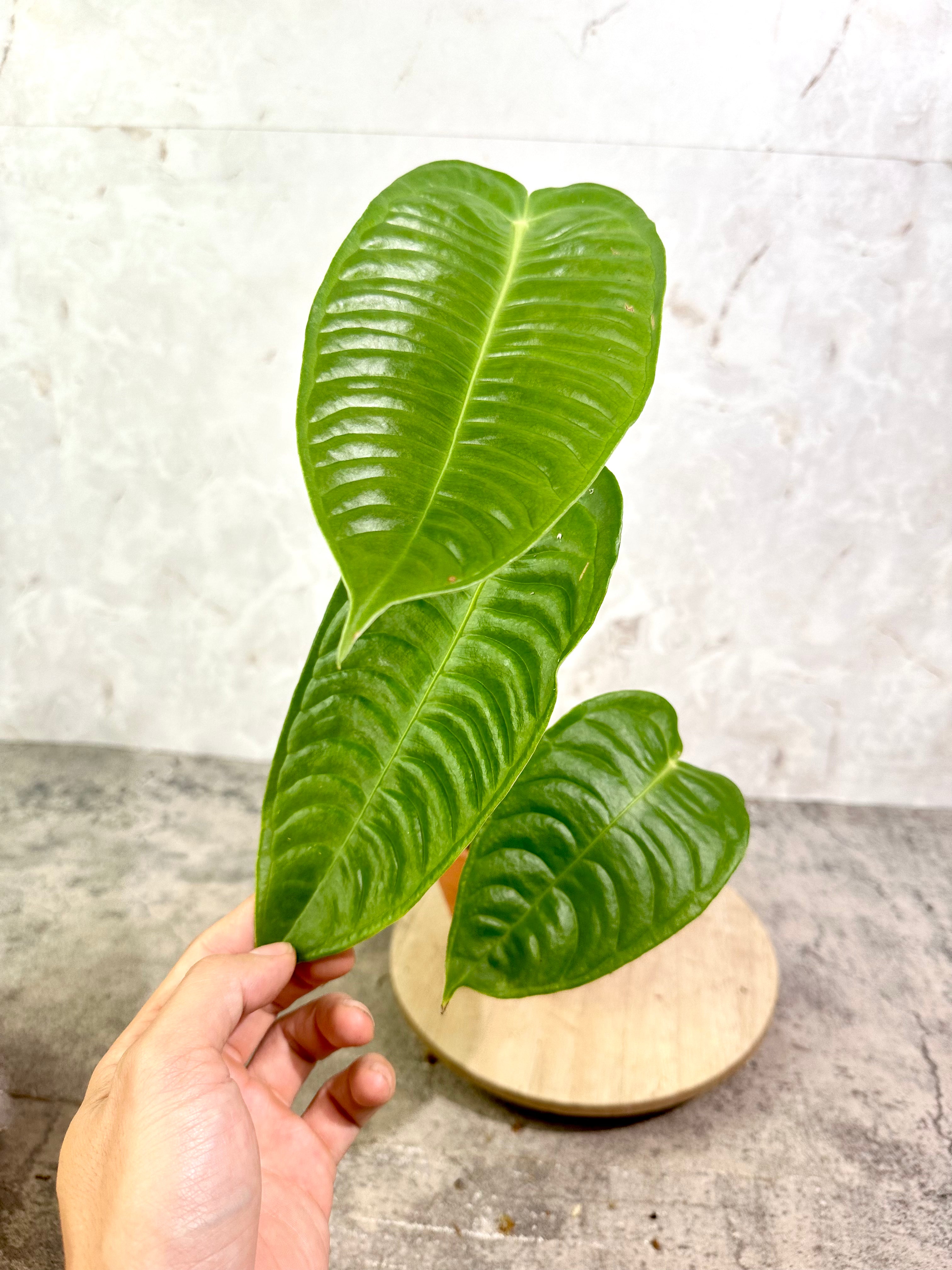 Anthurium Veitchii Super Narrow Form Rooted 4 leaves