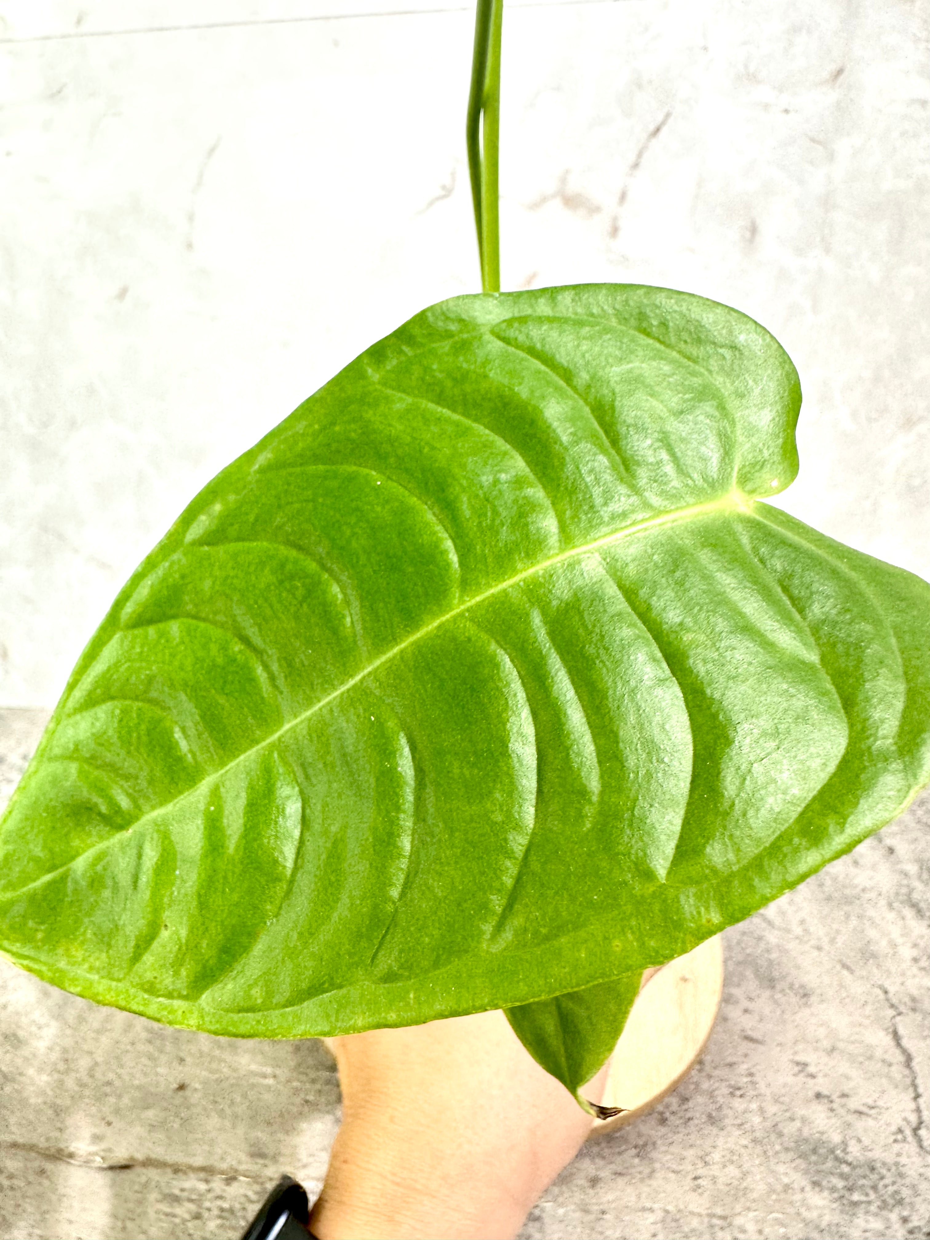 Anthurium Veitchii Super Narrow Form Rooted 4 leaves