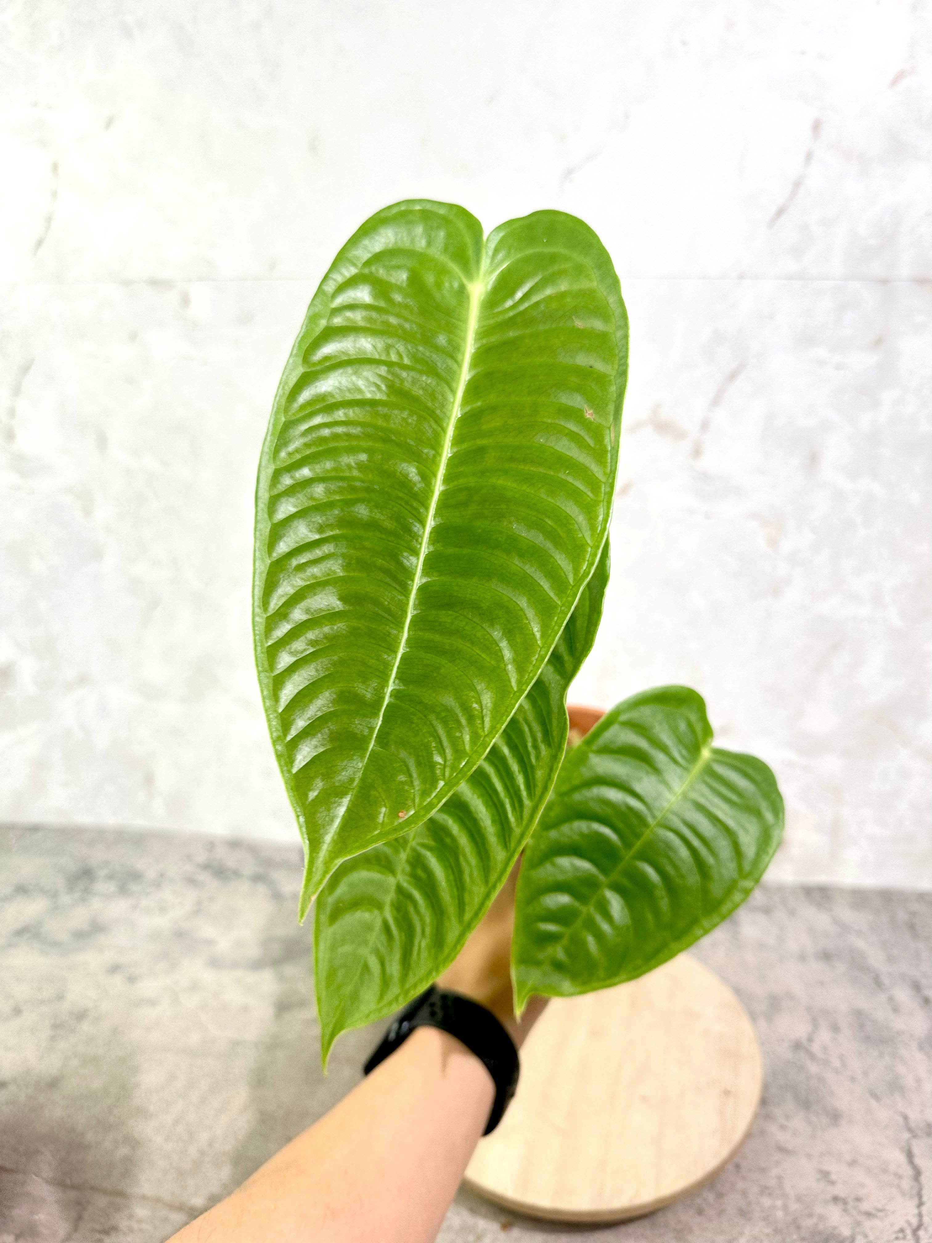 Anthurium Veitchii Super Narrow Form Rooted 4 leaves