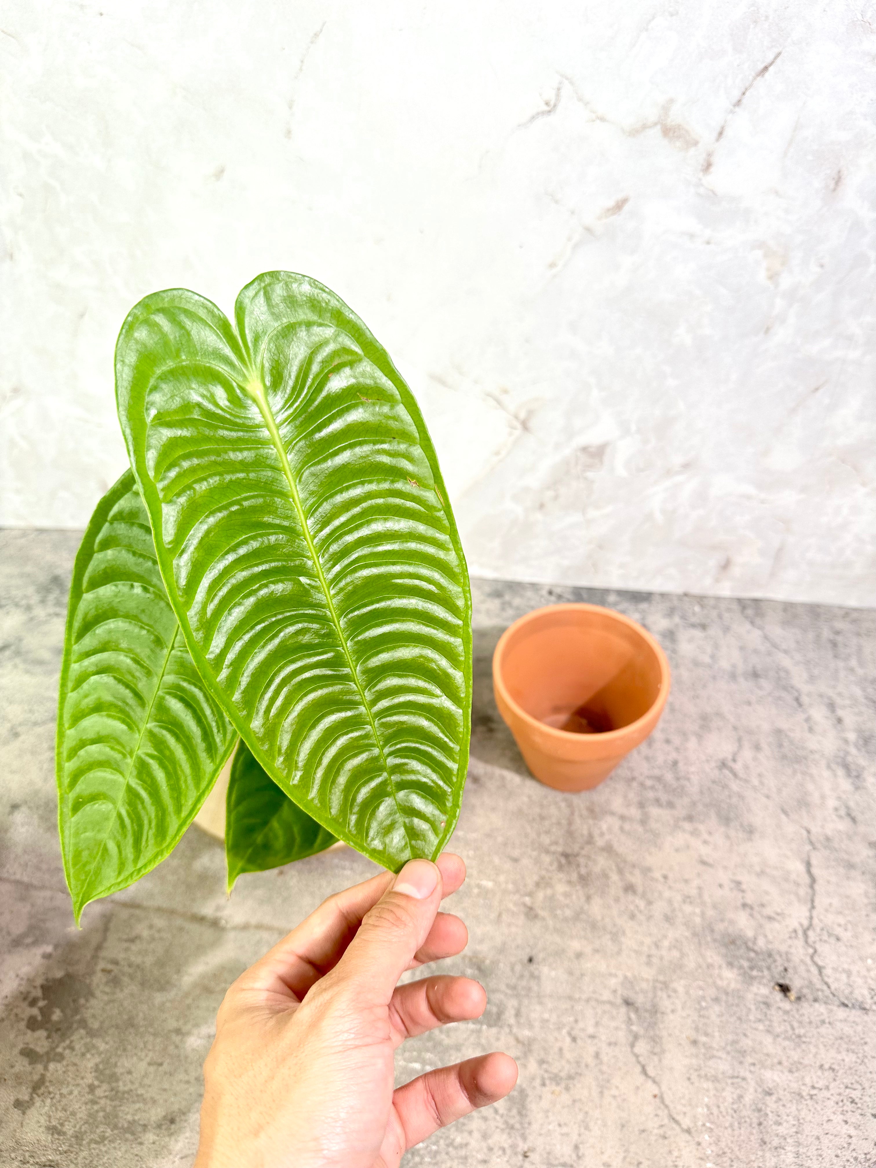 Anthurium Veitchii Super Narrow Form Rooted 4 leaves