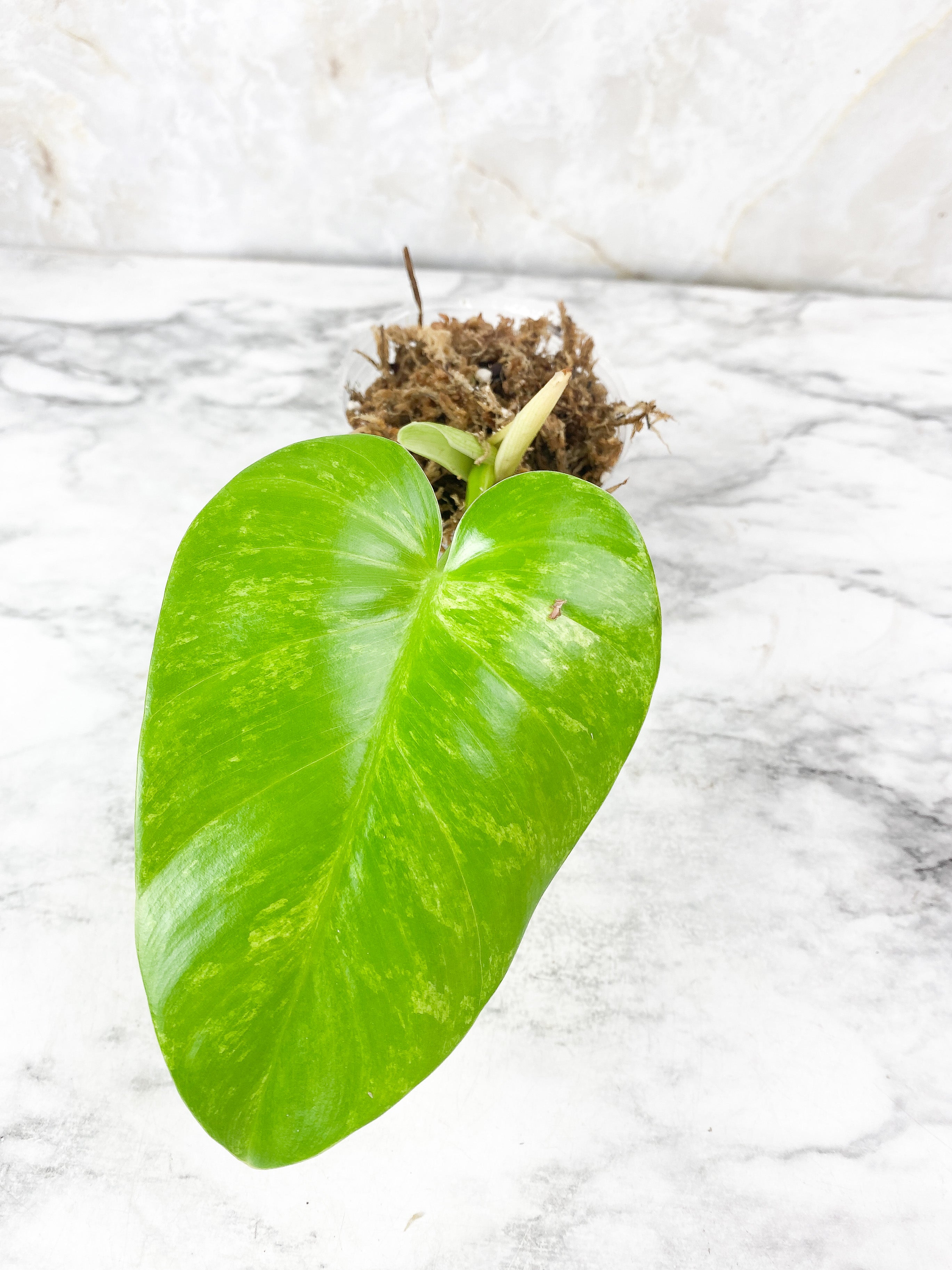 Philodendron Giganteum Blizzard Slightly Rooted. 1 leaf, 1 sprout