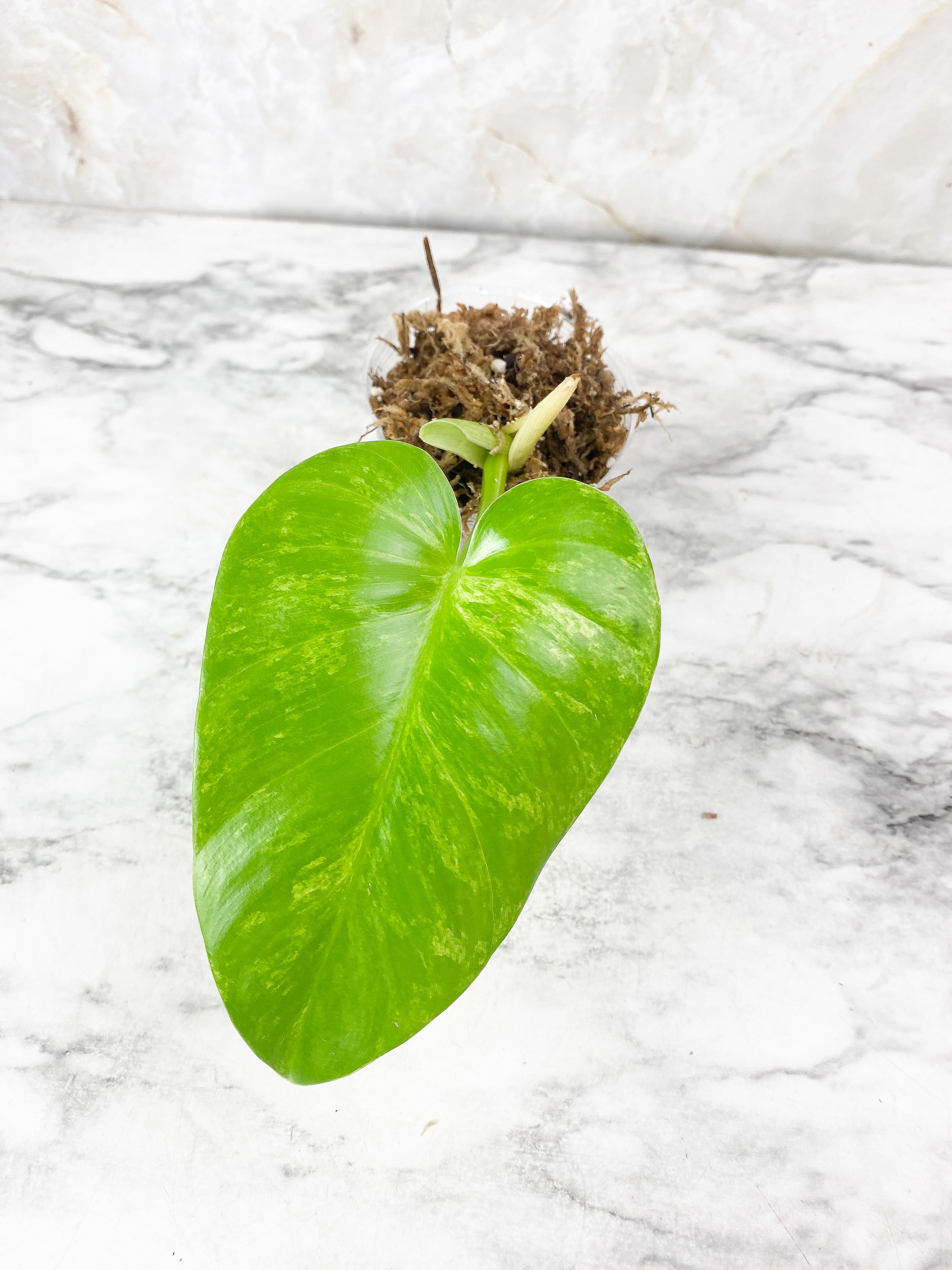 Philodendron Giganteum Blizzard Slightly Rooted. 1 leaf, 1 sprout
