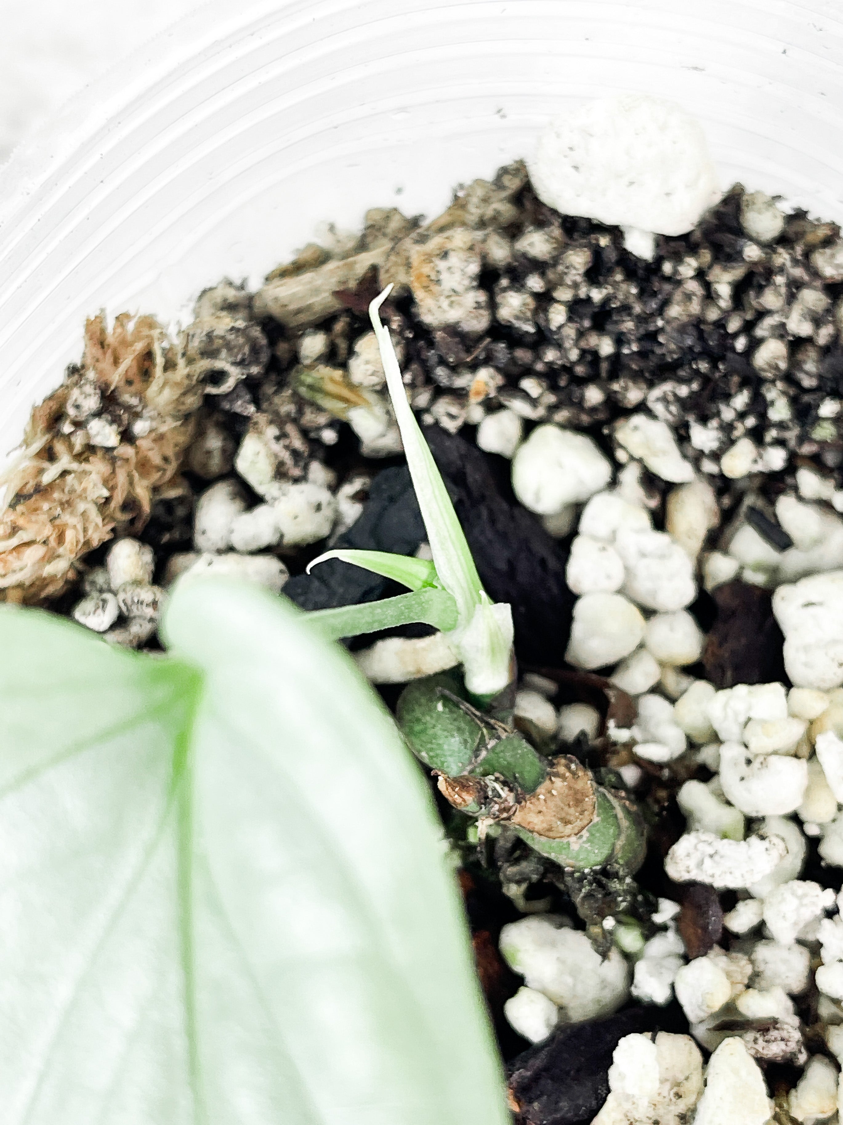 Amydrium Silver rooted