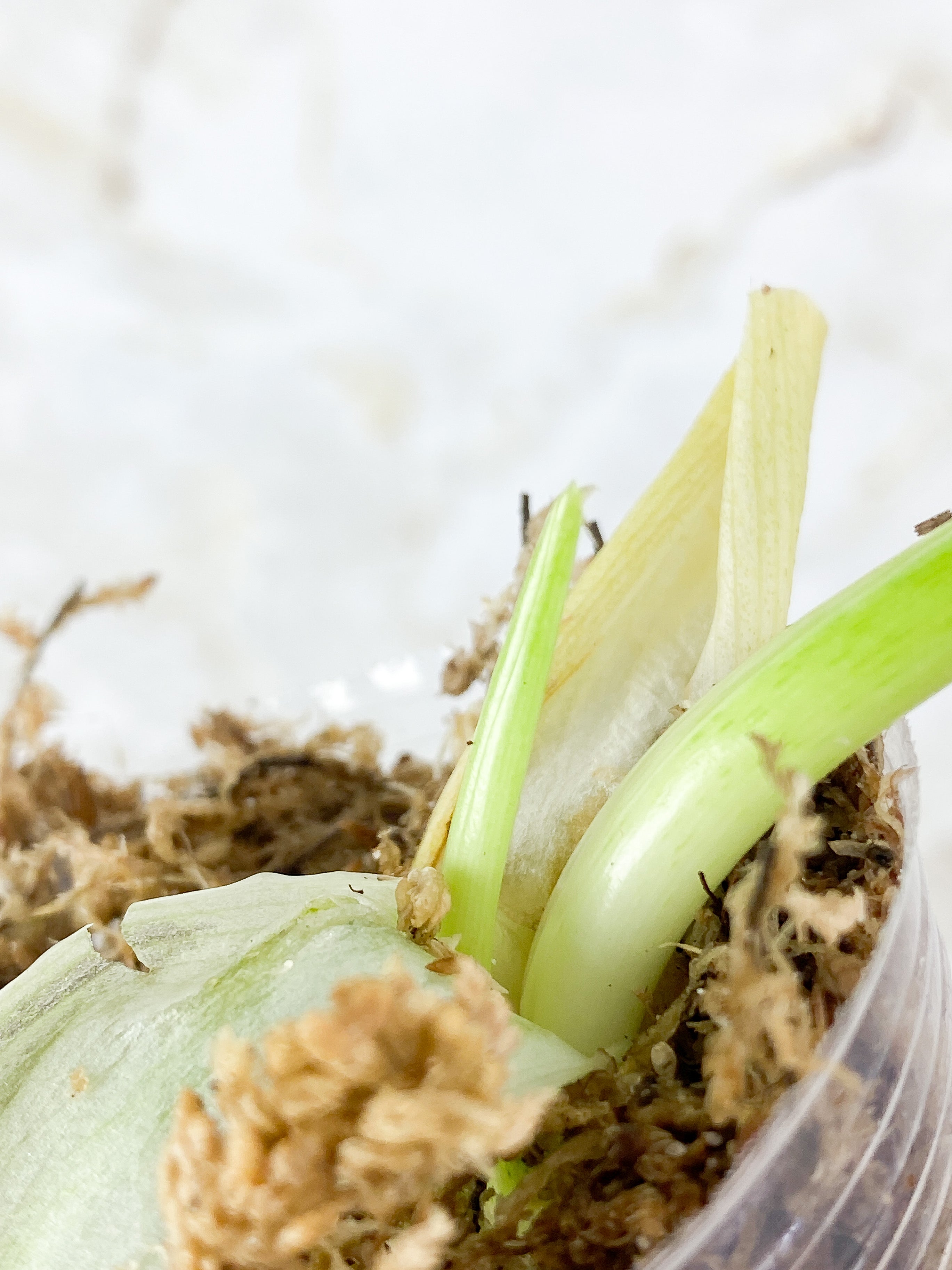 Philodendron Giganteum Blizzard Slightly Rooted. 1 leaf, 1 sprout