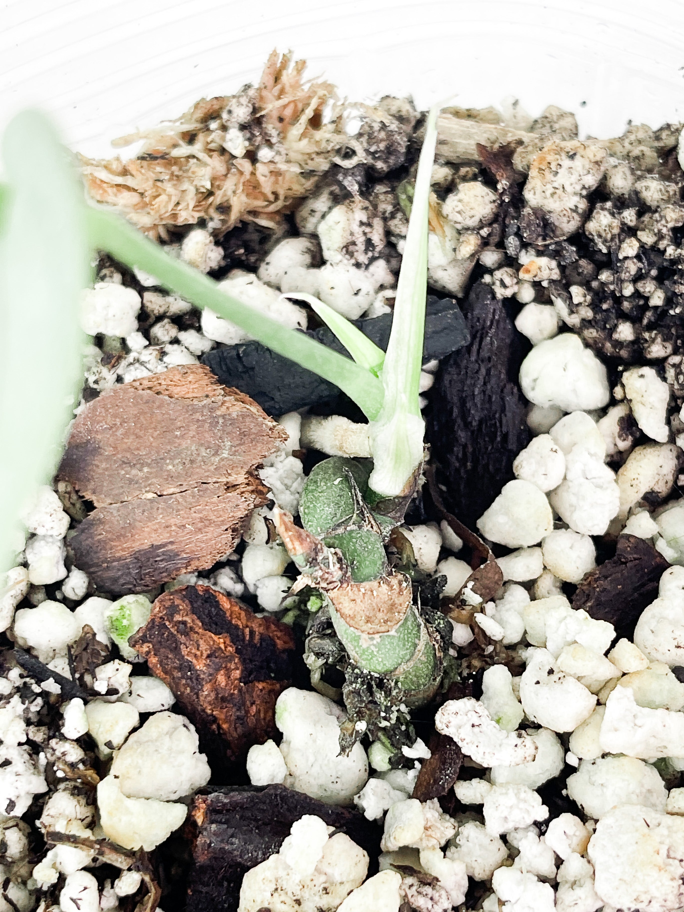 Amydrium Silver rooted