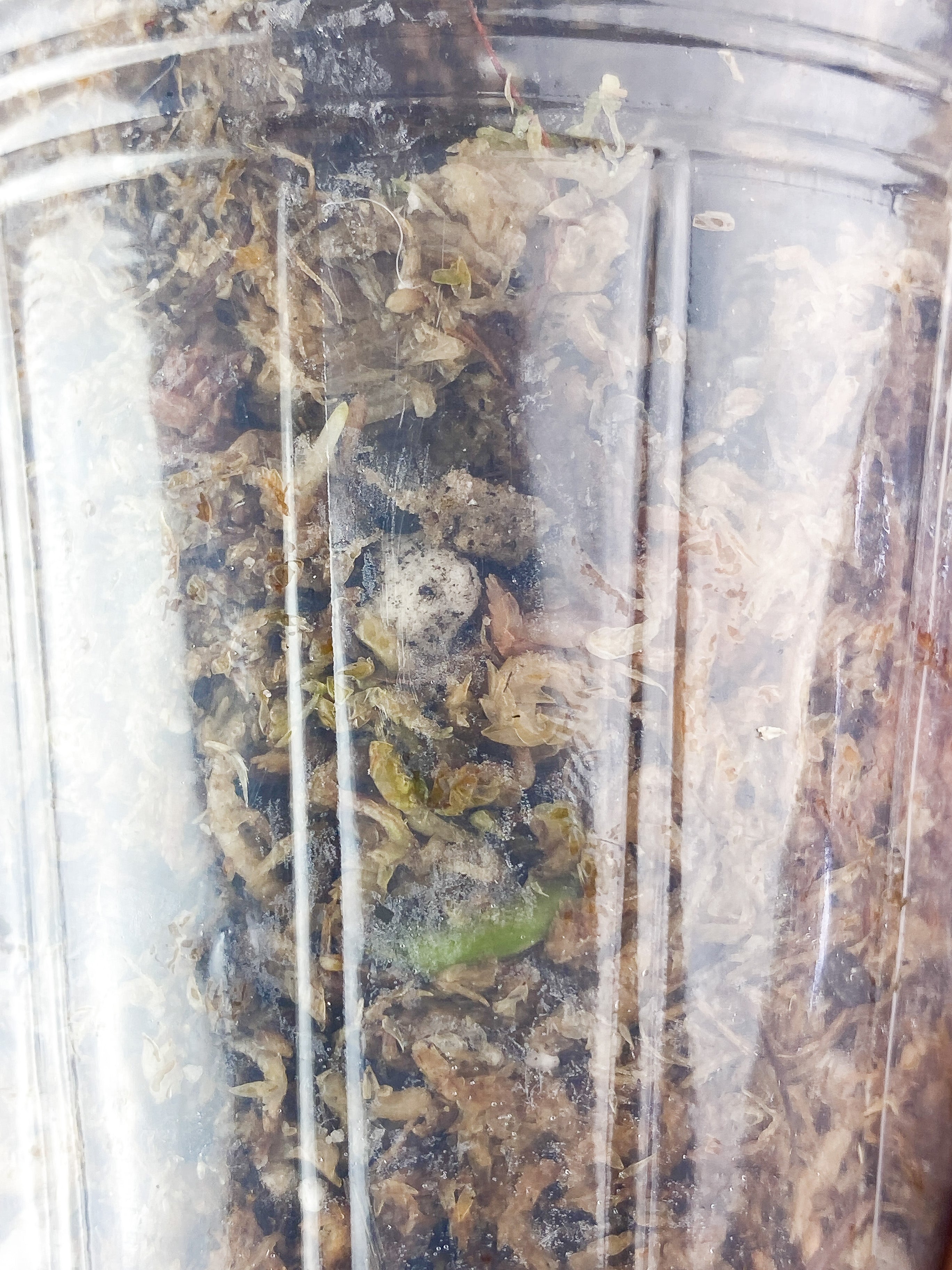 Philodendron Giganteum Blizzard Slightly Rooted. 1 leaf, 1 sprout