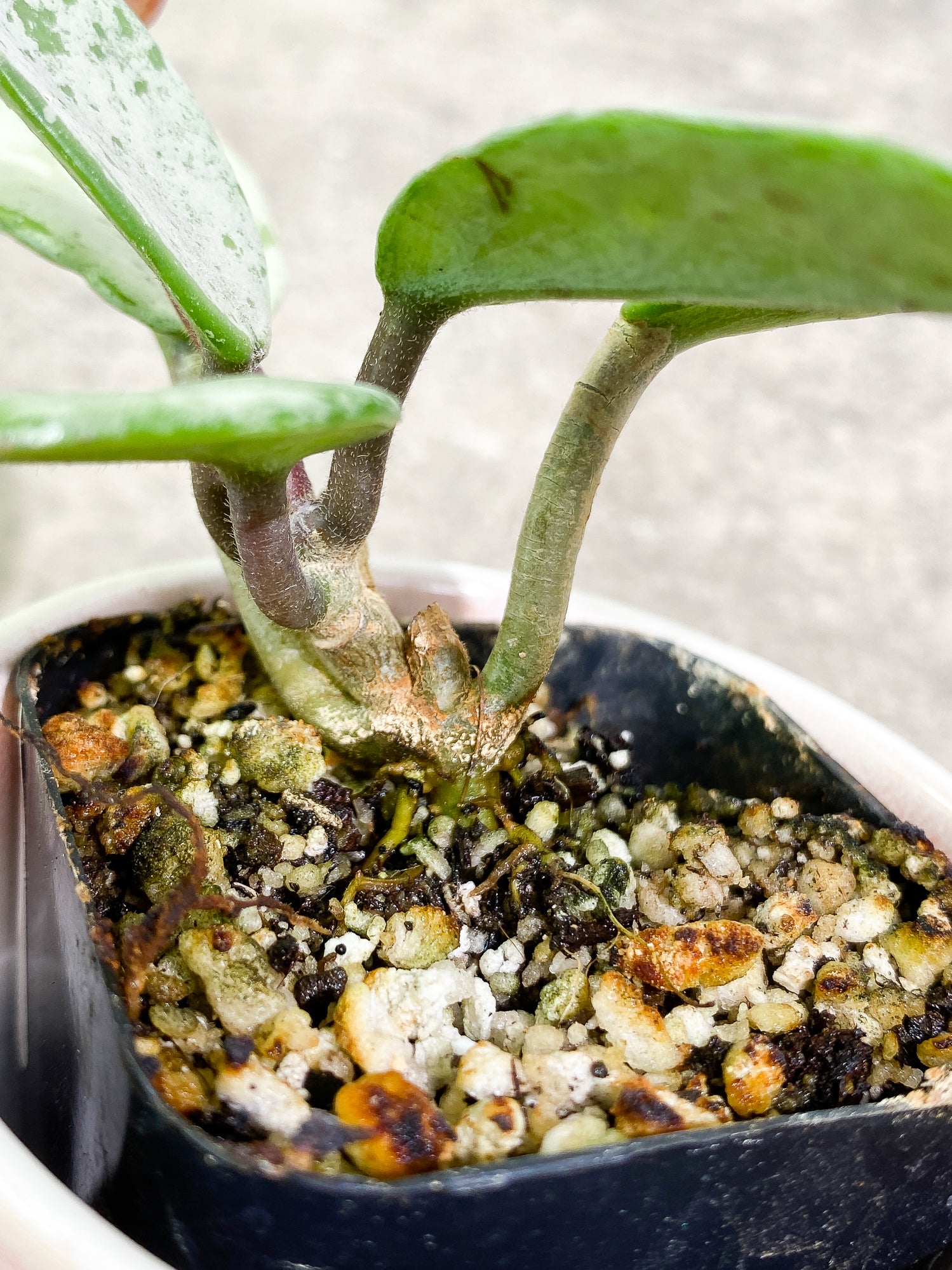 Hoya Wilbur Graves 5 leaves 1 sprout slightly rooted