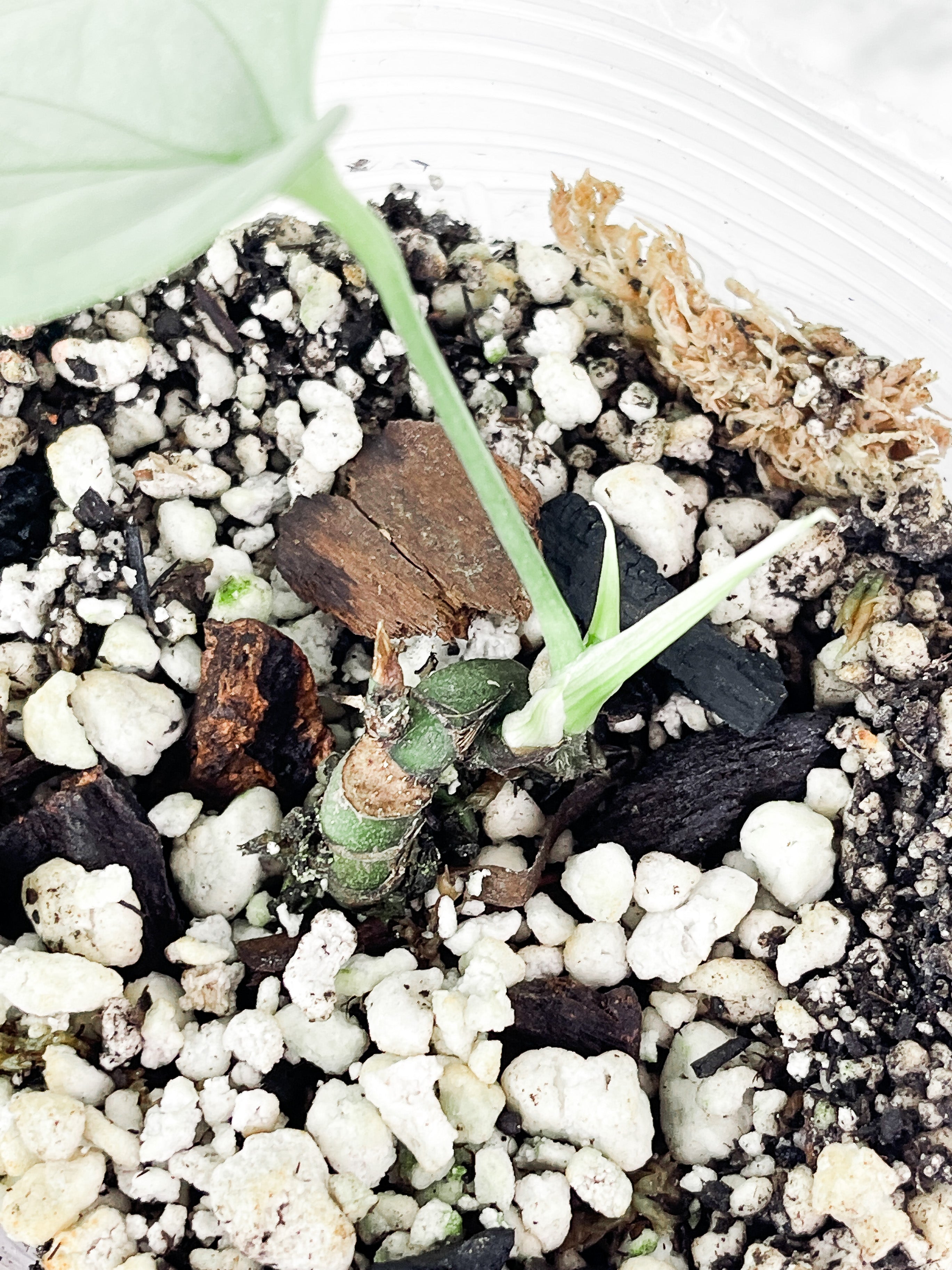 Amydrium Silver rooted