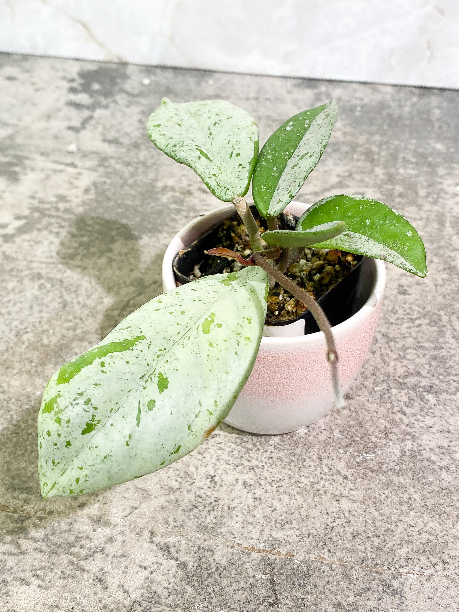 Hoya Wilbur Graves 5 leaves 1 sprout slightly rooted