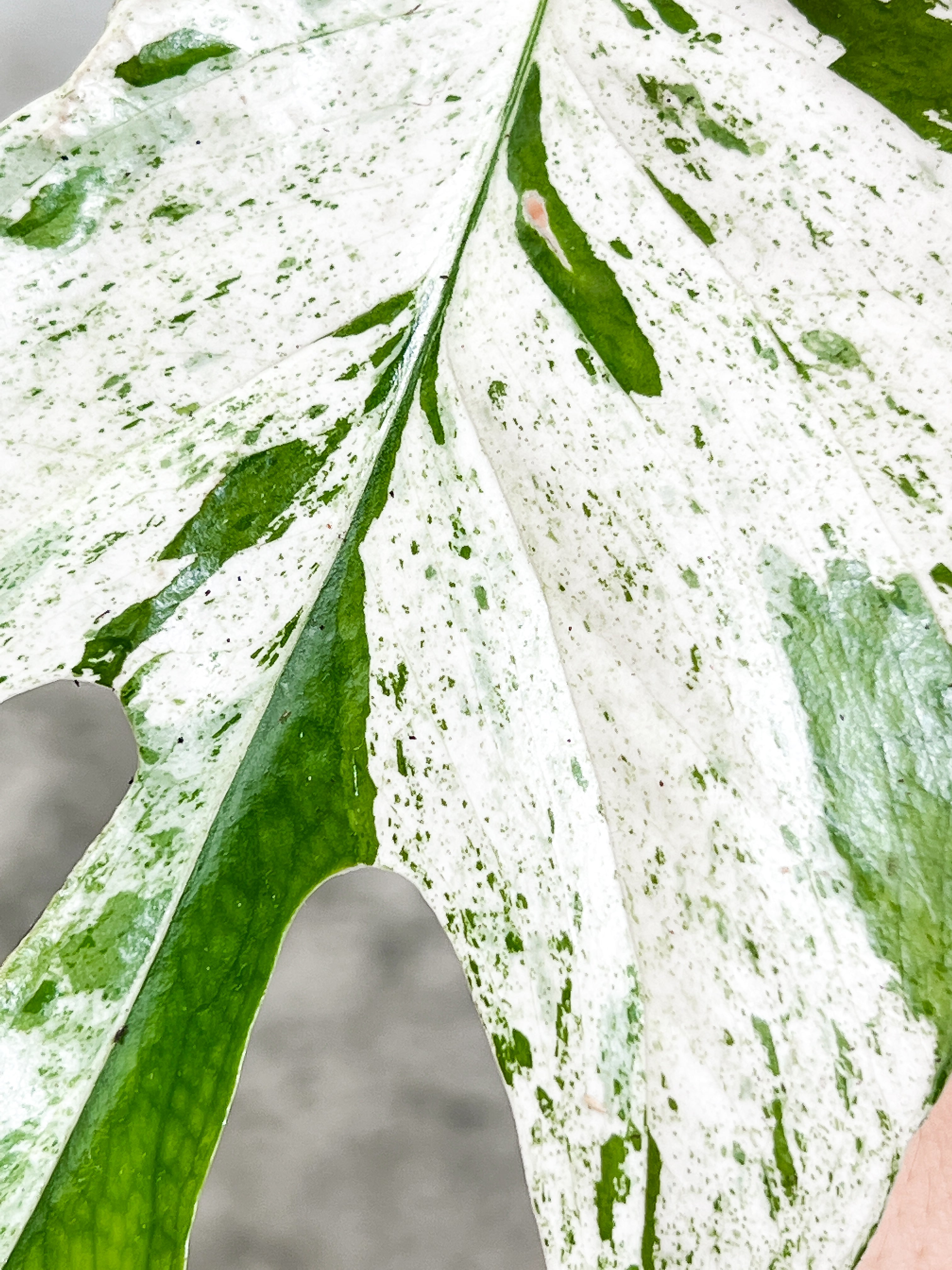 Epipremnum Pinnatum Marble unrooted 1 mature leaf 1 sprout cutting