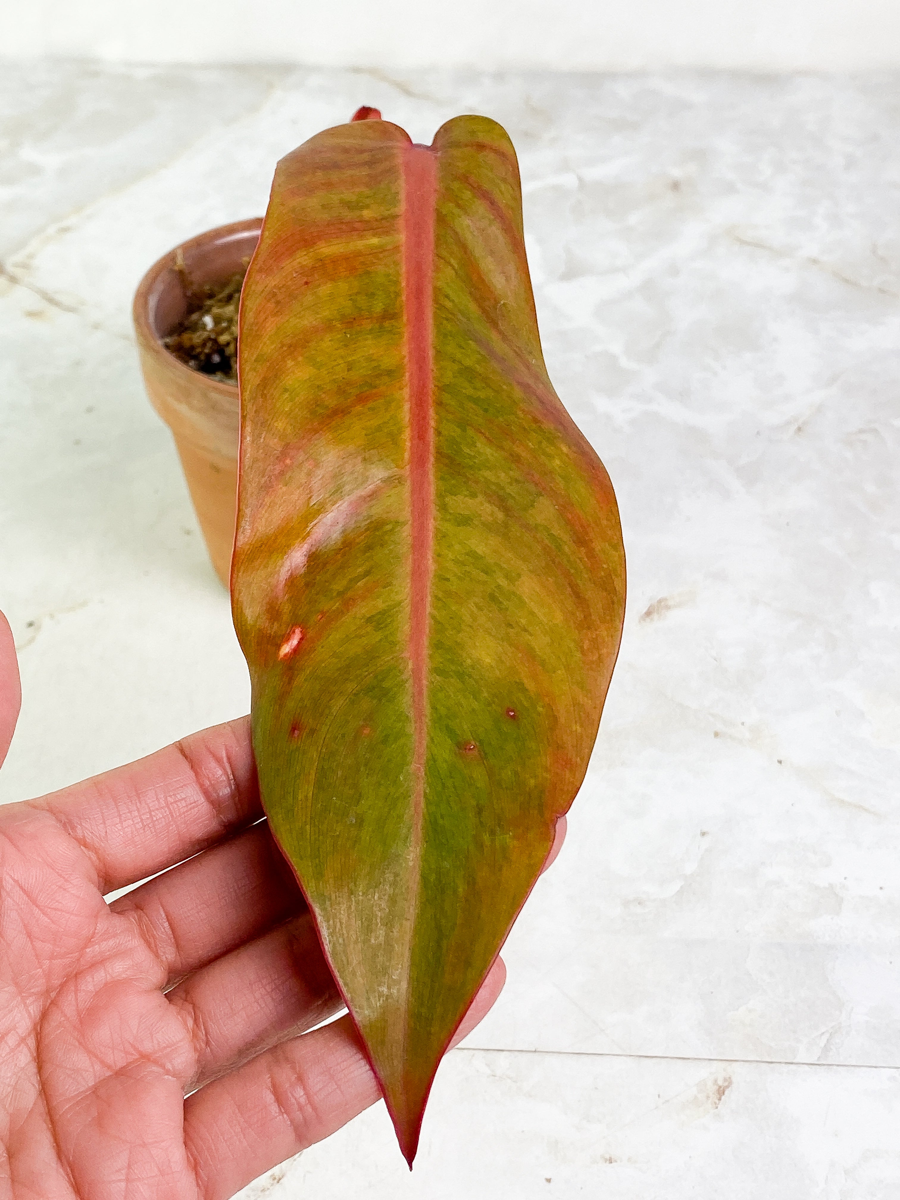 Philodendron orange marmalade Rooted Top Cutting 1 leaf 1 sprout