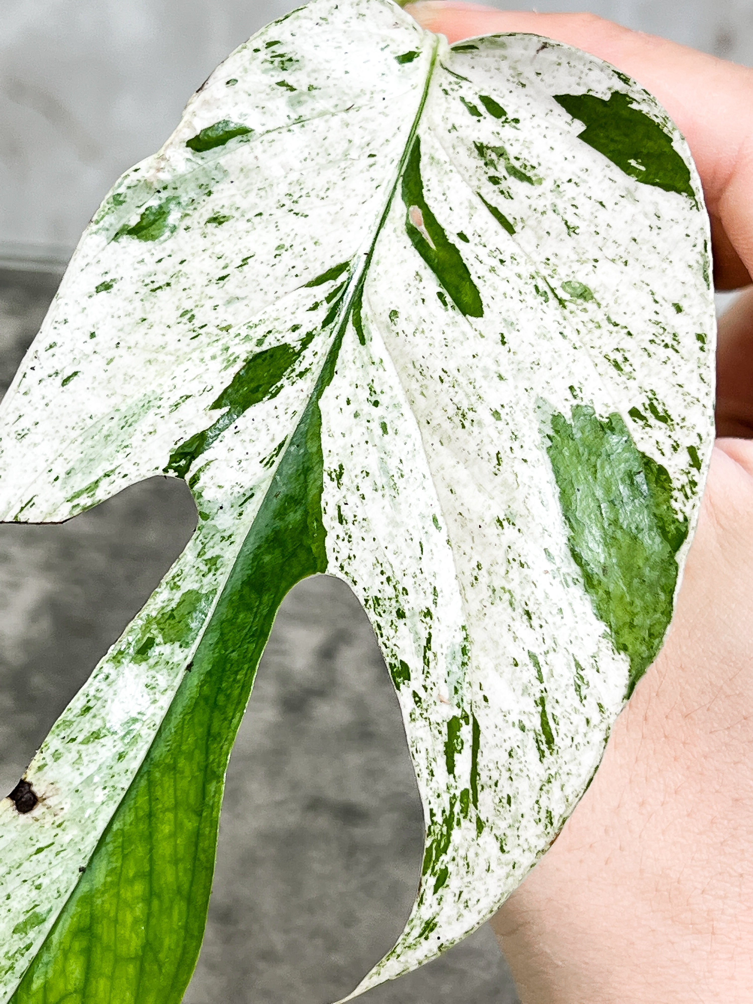 Epipremnum Pinnatum Marble unrooted 1 mature leaf 1 sprout cutting
