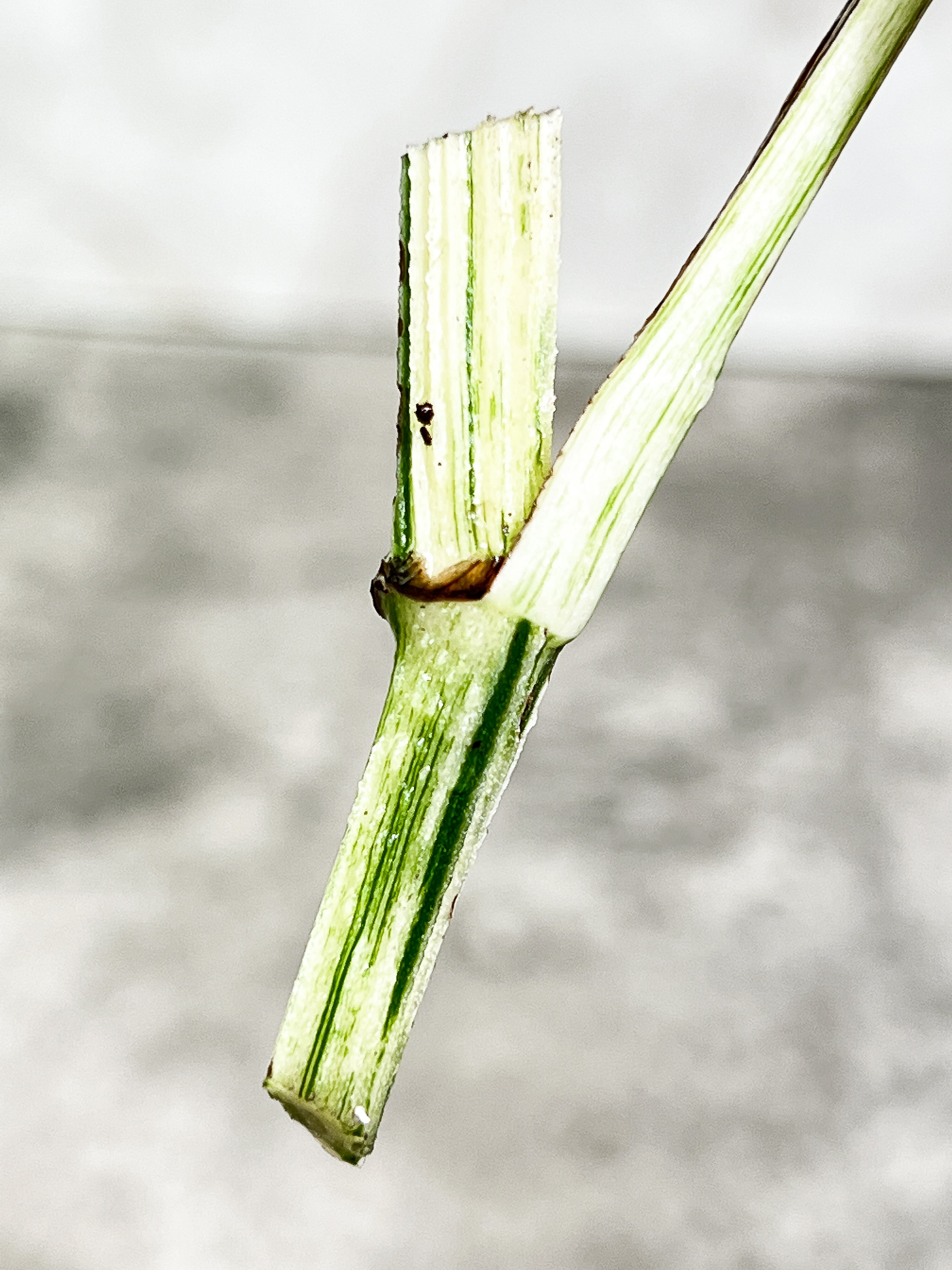 Epipremnum Pinnatum Marble unrooted 1 mature leaf 1 sprout cutting