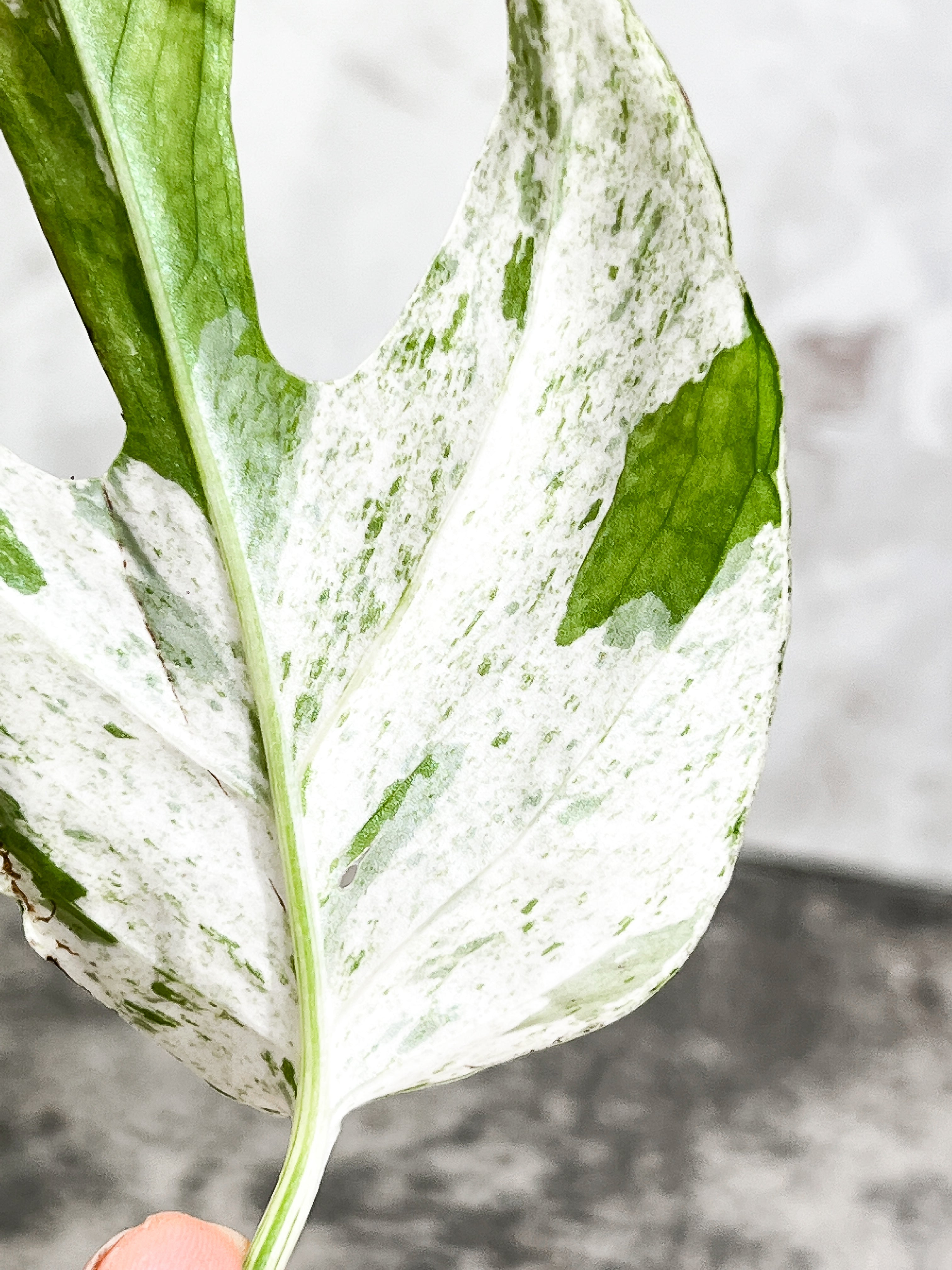 Epipremnum Pinnatum Marble unrooted 1 mature leaf 1 sprout cutting