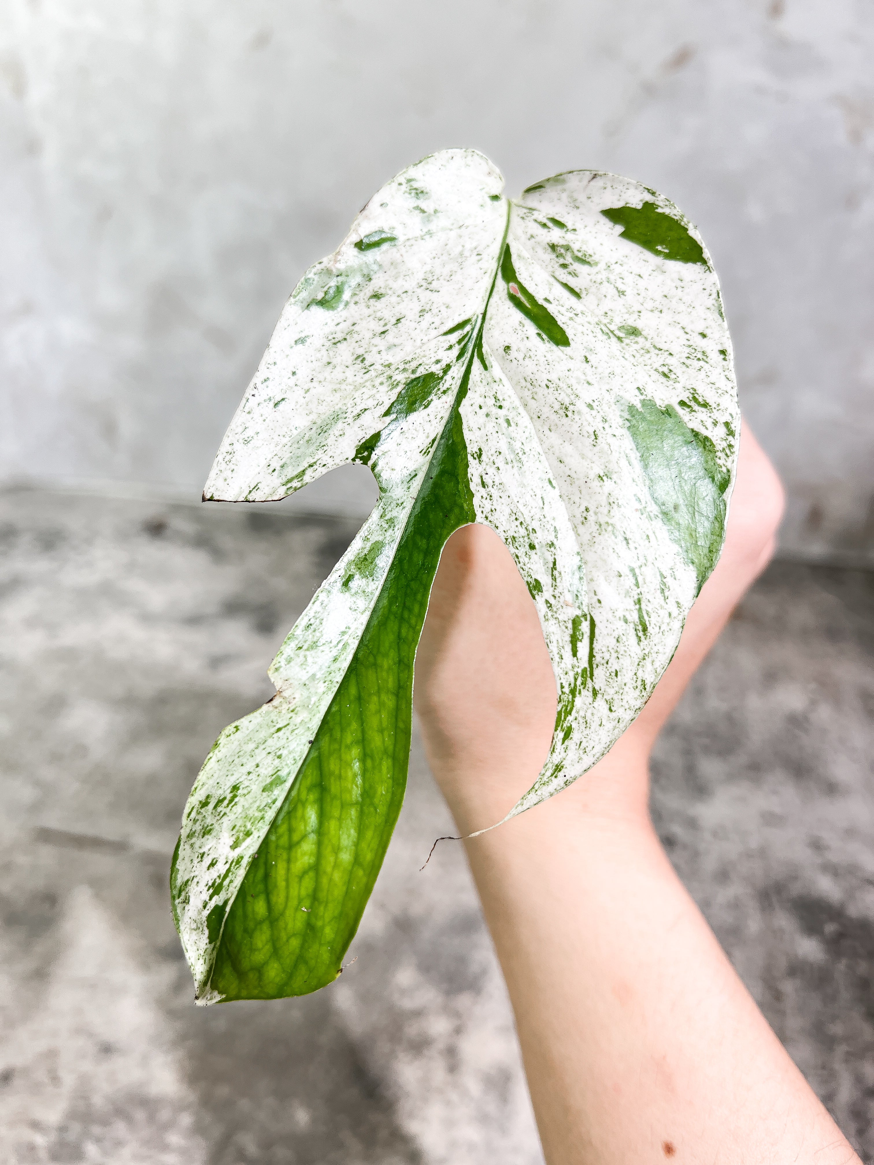 Epipremnum Pinnatum Marble unrooted 1 mature leaf 1 sprout cutting