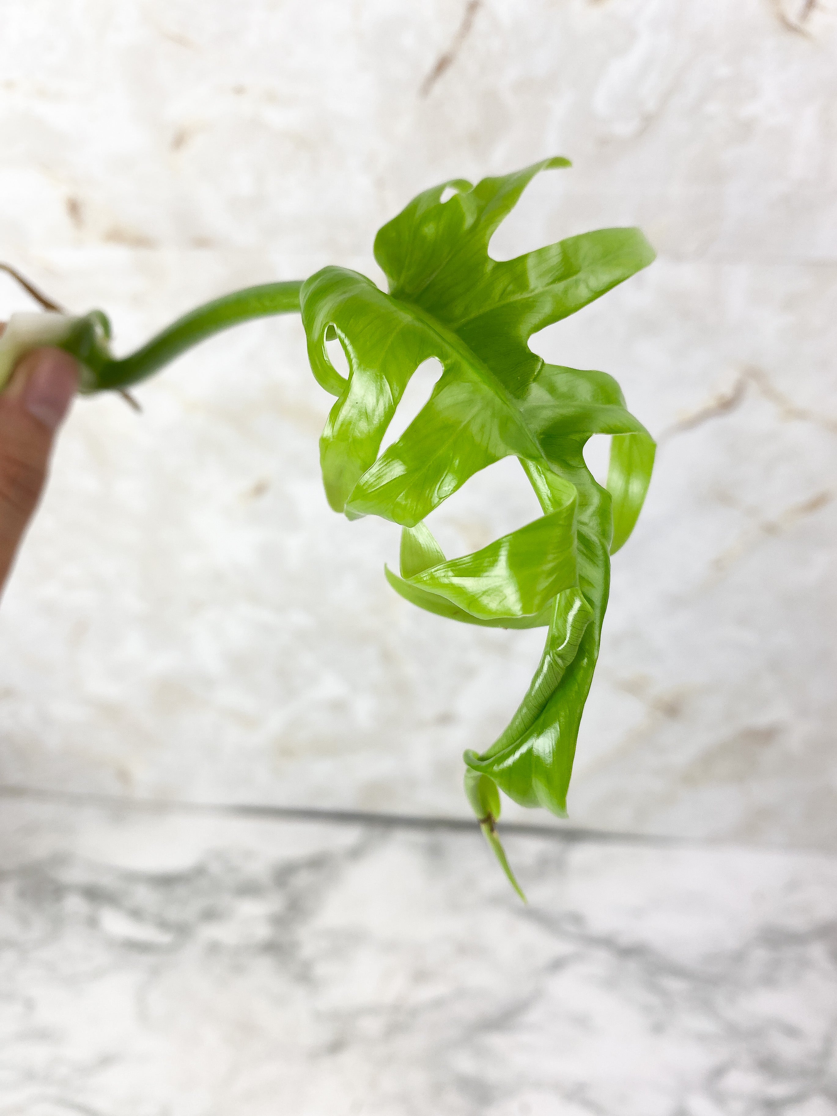 Philodendron Elegans Rooting Top cutting. 1 unfurling leaf 1 sprout