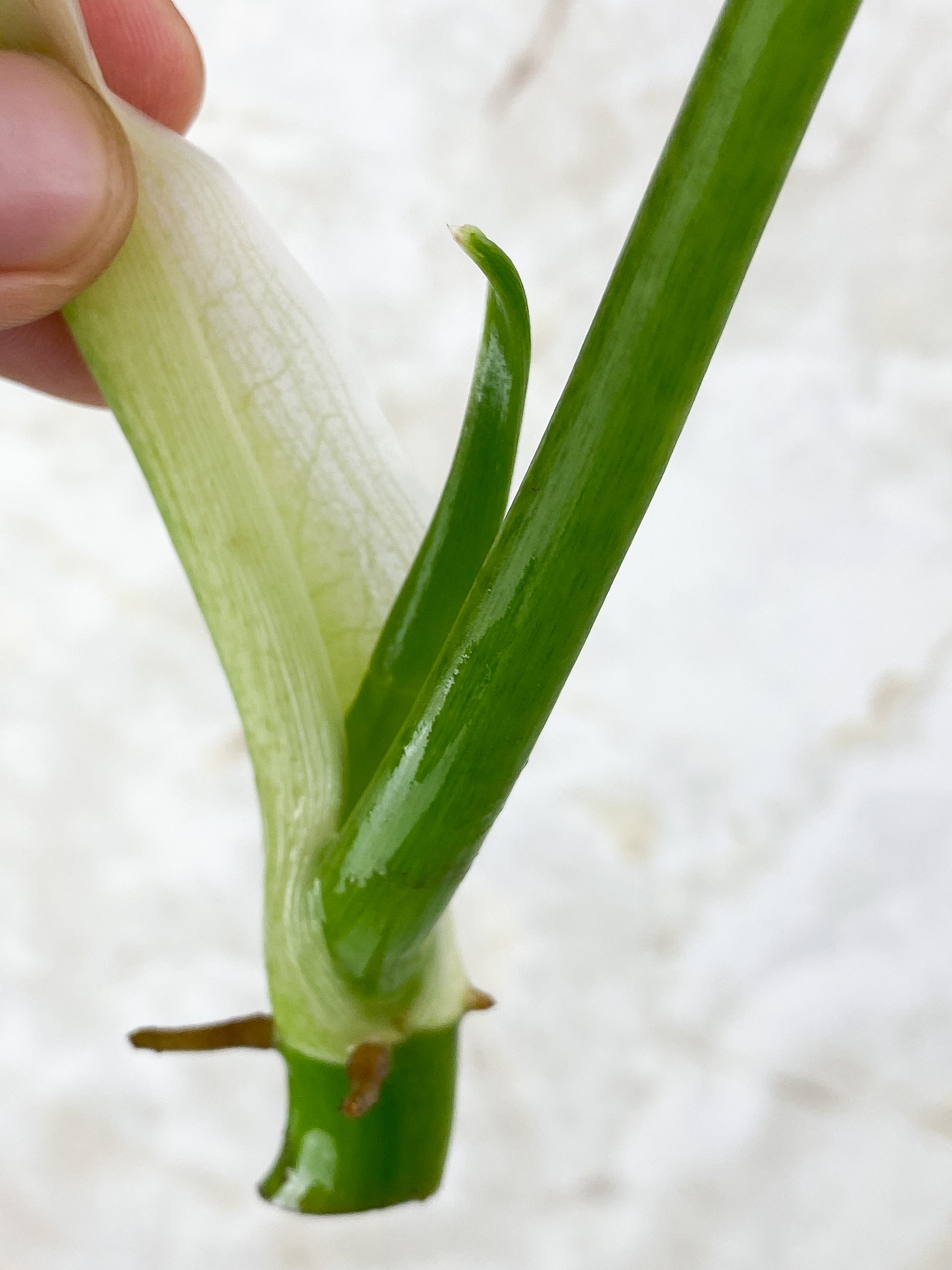 Philodendron Elegans Rooting Top cutting. 1 unfurling leaf 1 sprout