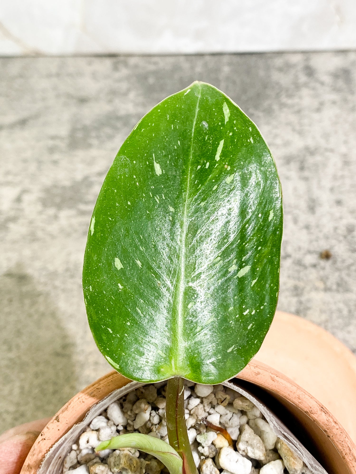 Philodendron White Princess 2 leaves 1 sprout Top Cutting slightly rooted