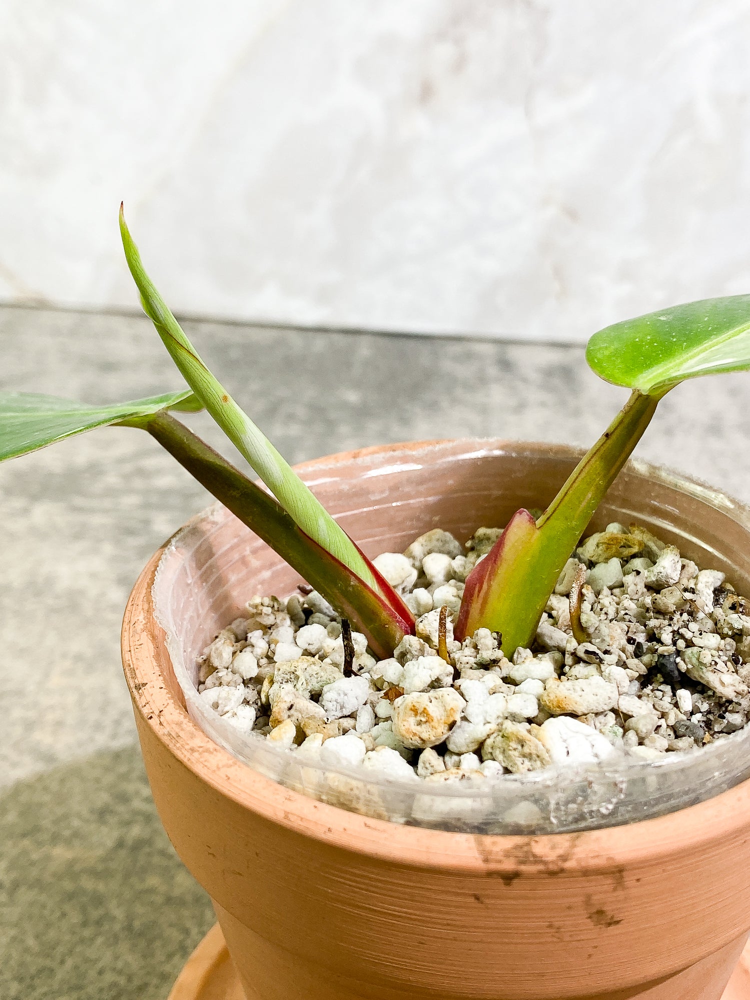 Philodendron White Princess 2 leaves 1 sprout Top Cutting slightly rooted