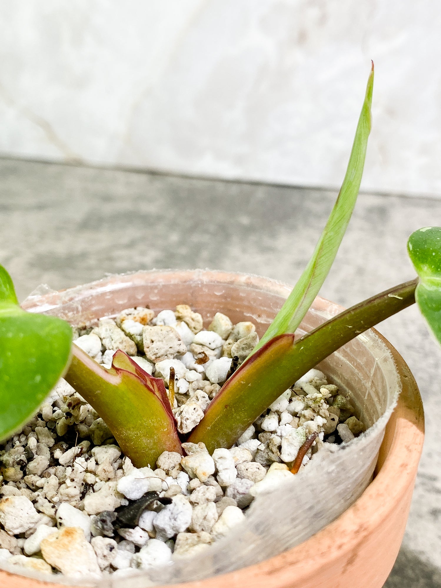 Philodendron White Princess 2 leaves 1 sprout Top Cutting slightly rooted