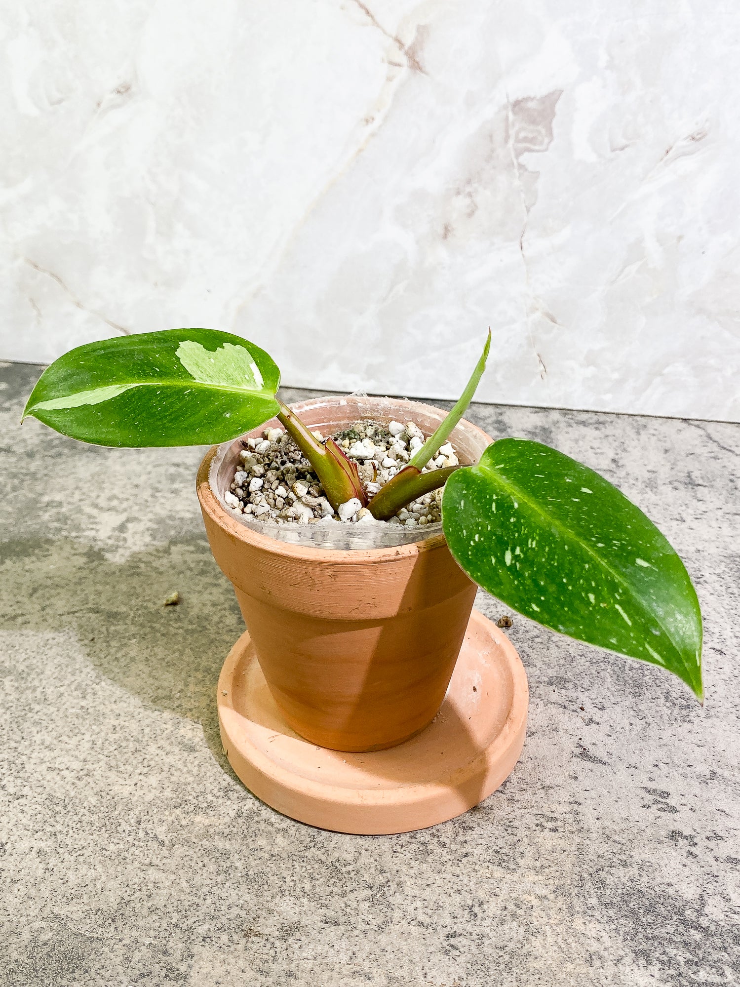 Philodendron White Princess 2 leaves 1 sprout Top Cutting slightly rooted