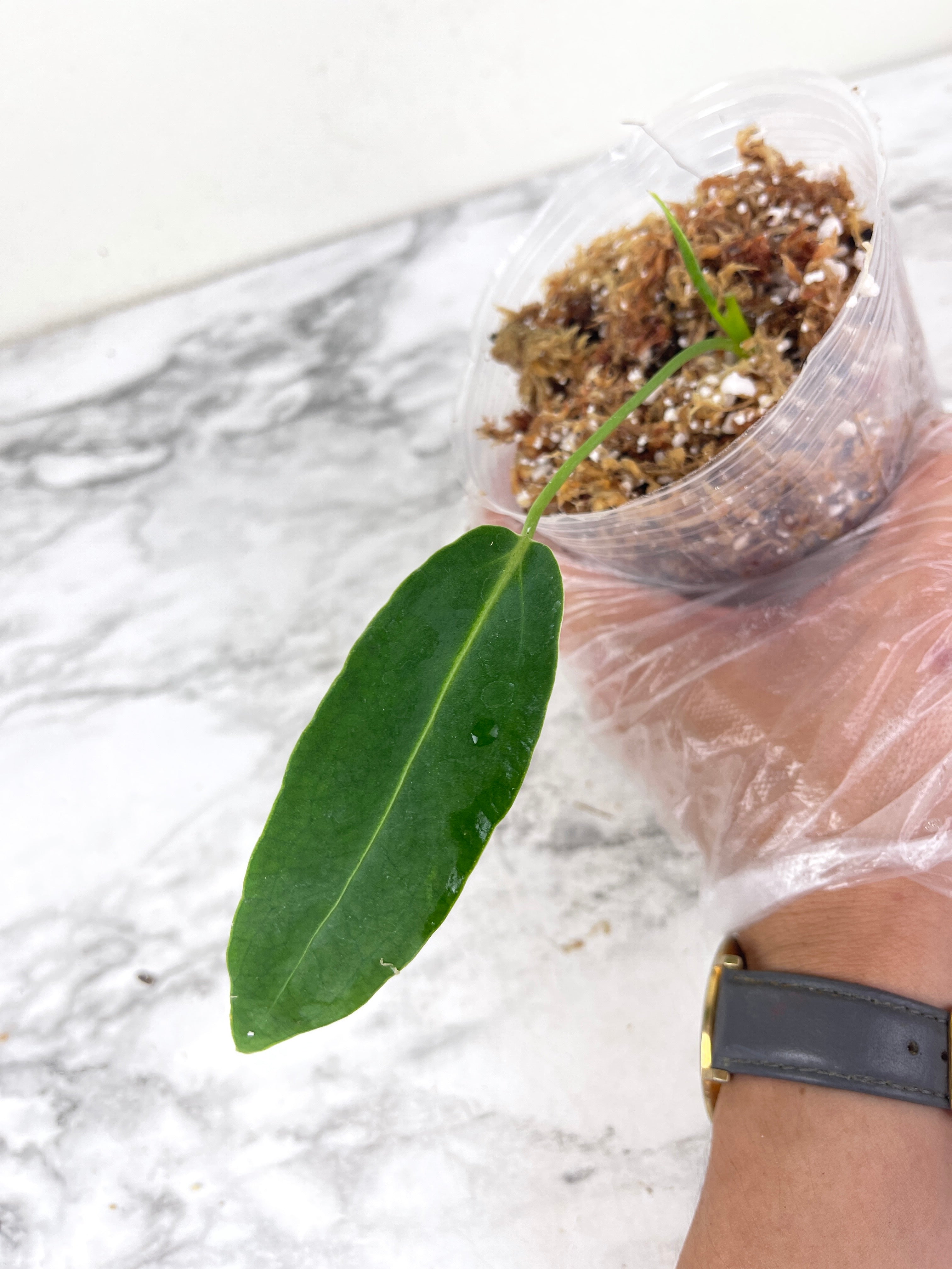 Anthurium warocqueanum (Dark and narrow) rooted in moss 2 leaves