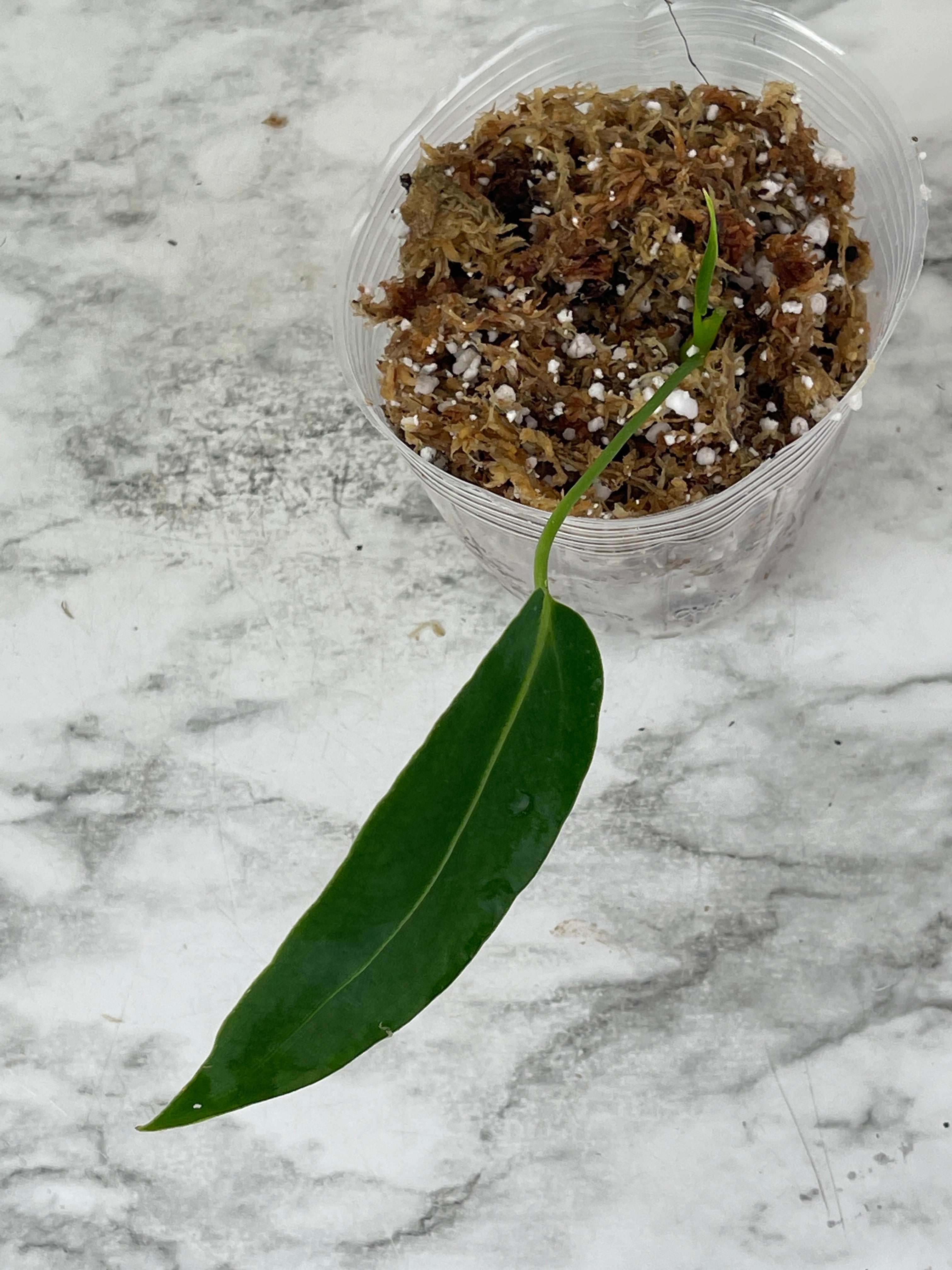 Anthurium warocqueanum (Dark and narrow) rooted in moss 2 leaves