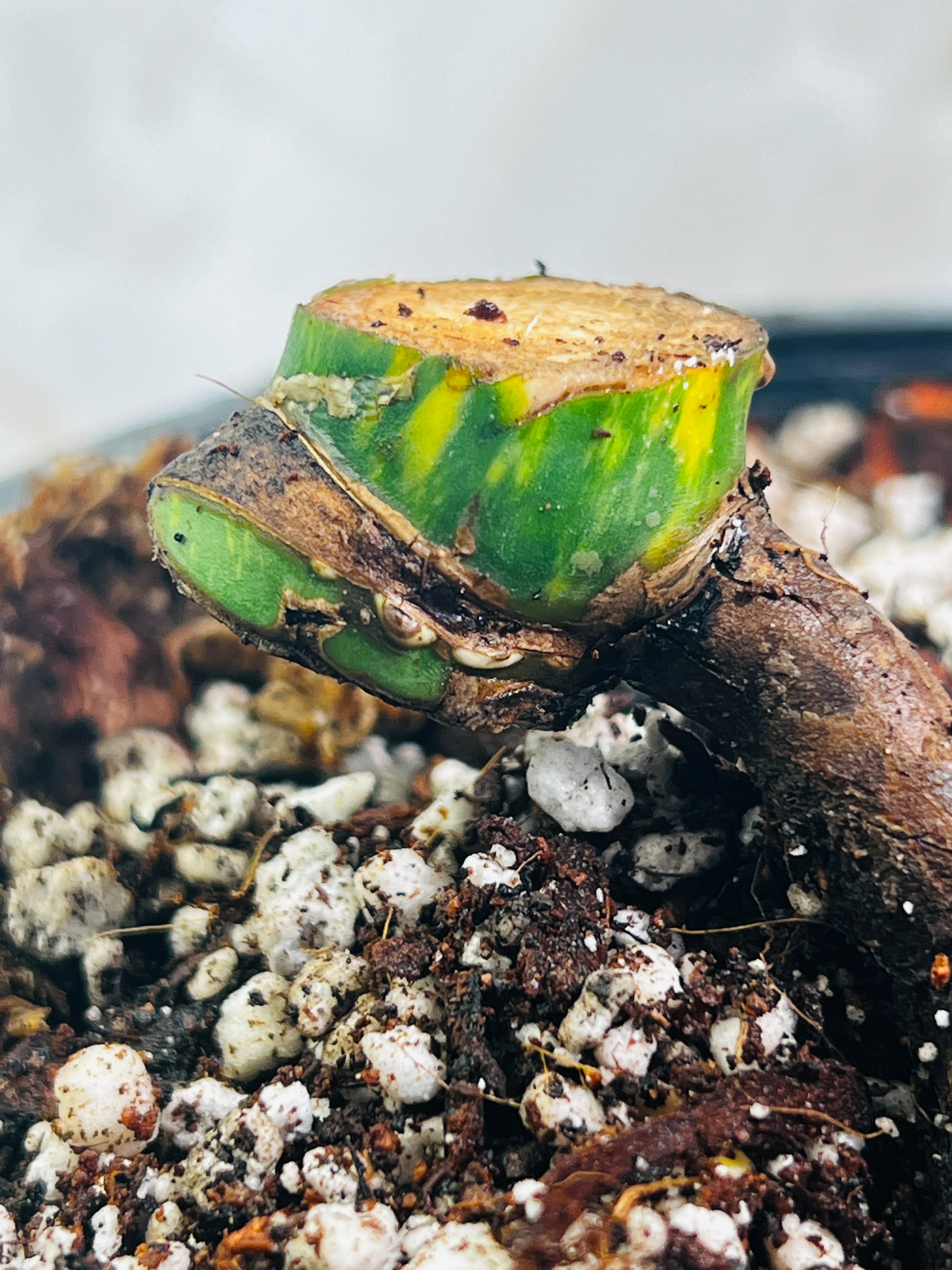 Monstera Aurea Highly Variegated node 1 growing bud Rooted