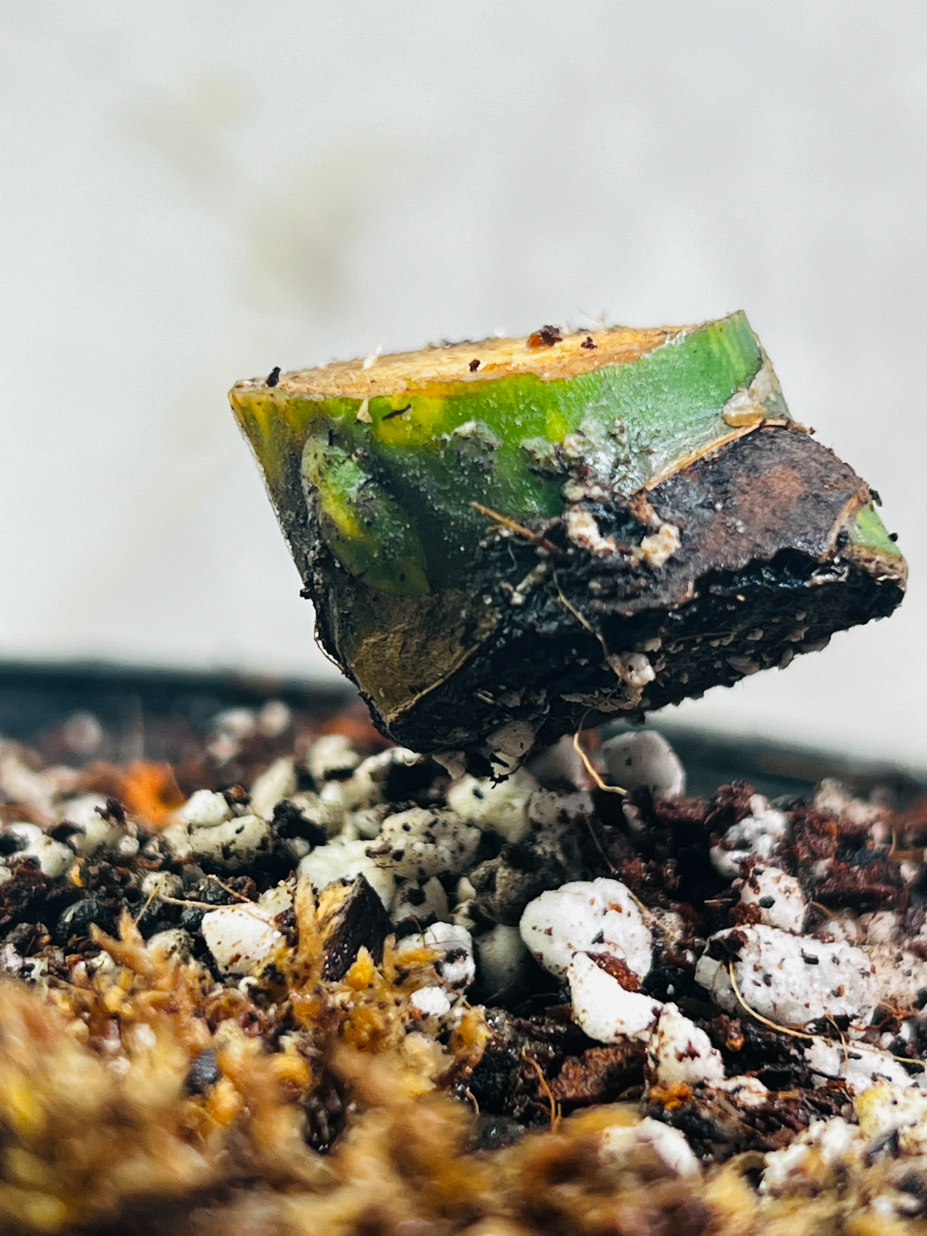Monstera Aurea Highly Variegated node 1 growing bud Rooted