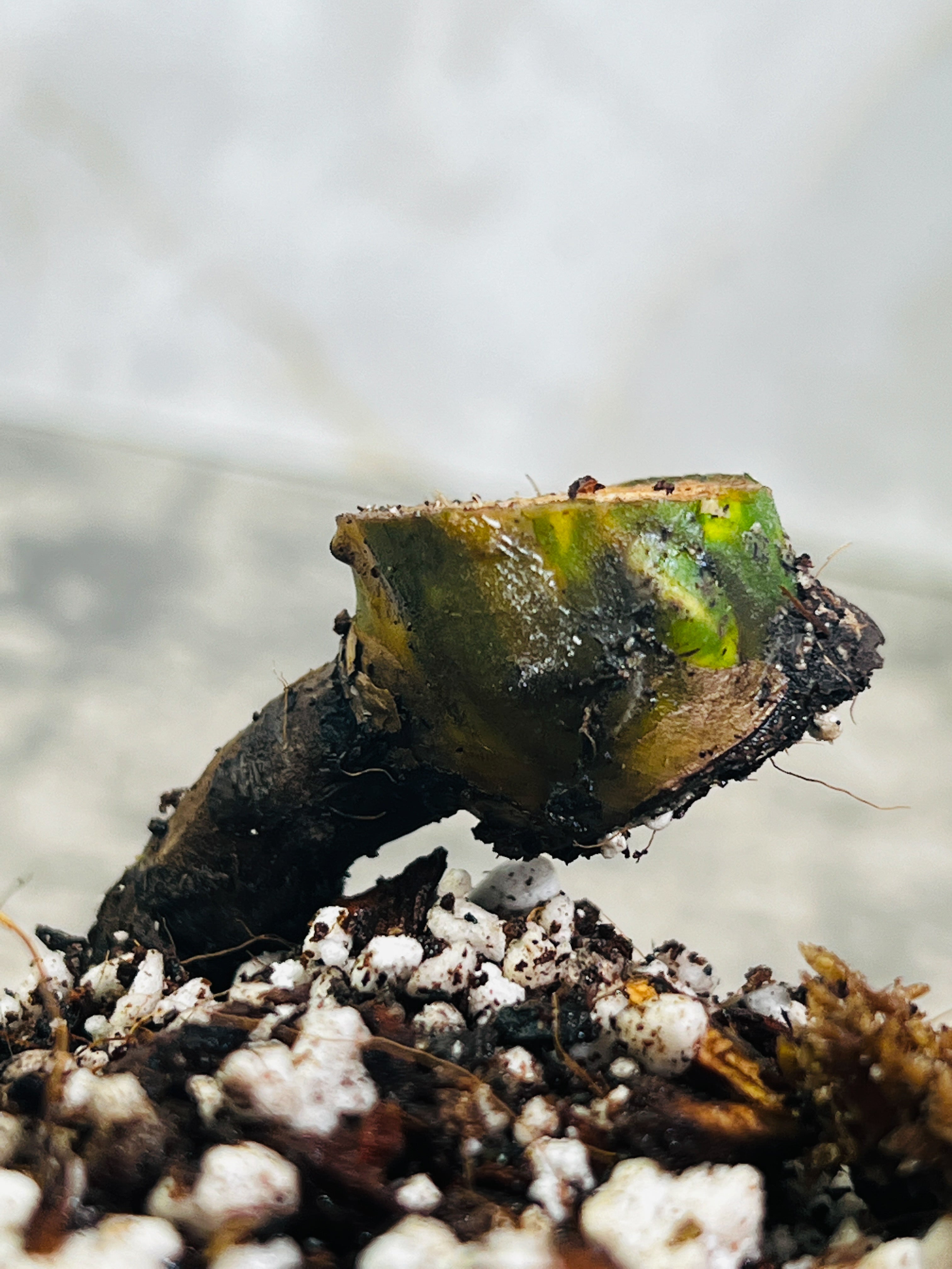 Monstera Aurea Highly Variegated node 1 growing bud Rooted