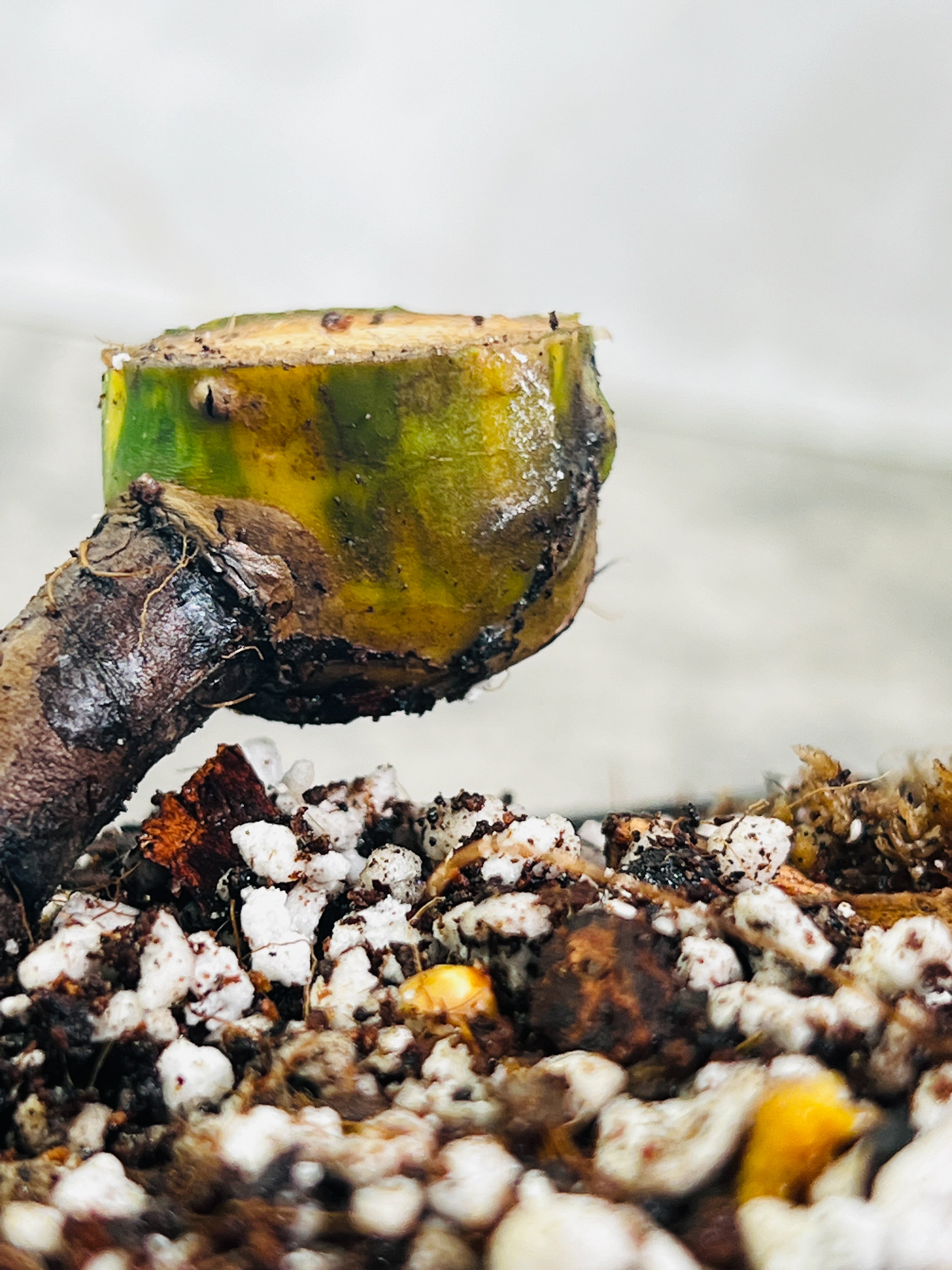 Monstera Aurea Highly Variegated node 1 growing bud Rooted