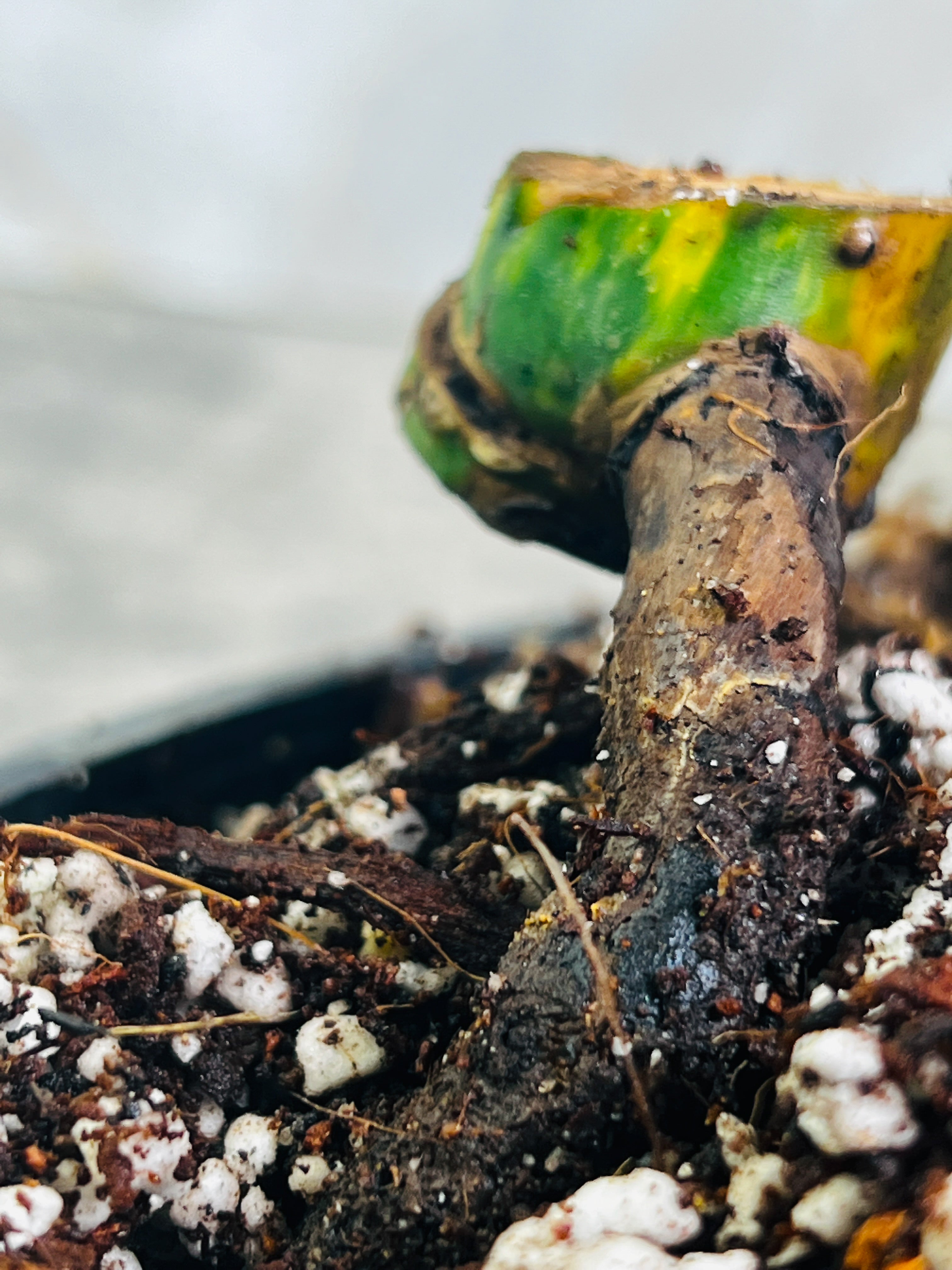 Monstera Aurea Highly Variegated node 1 growing bud Rooted