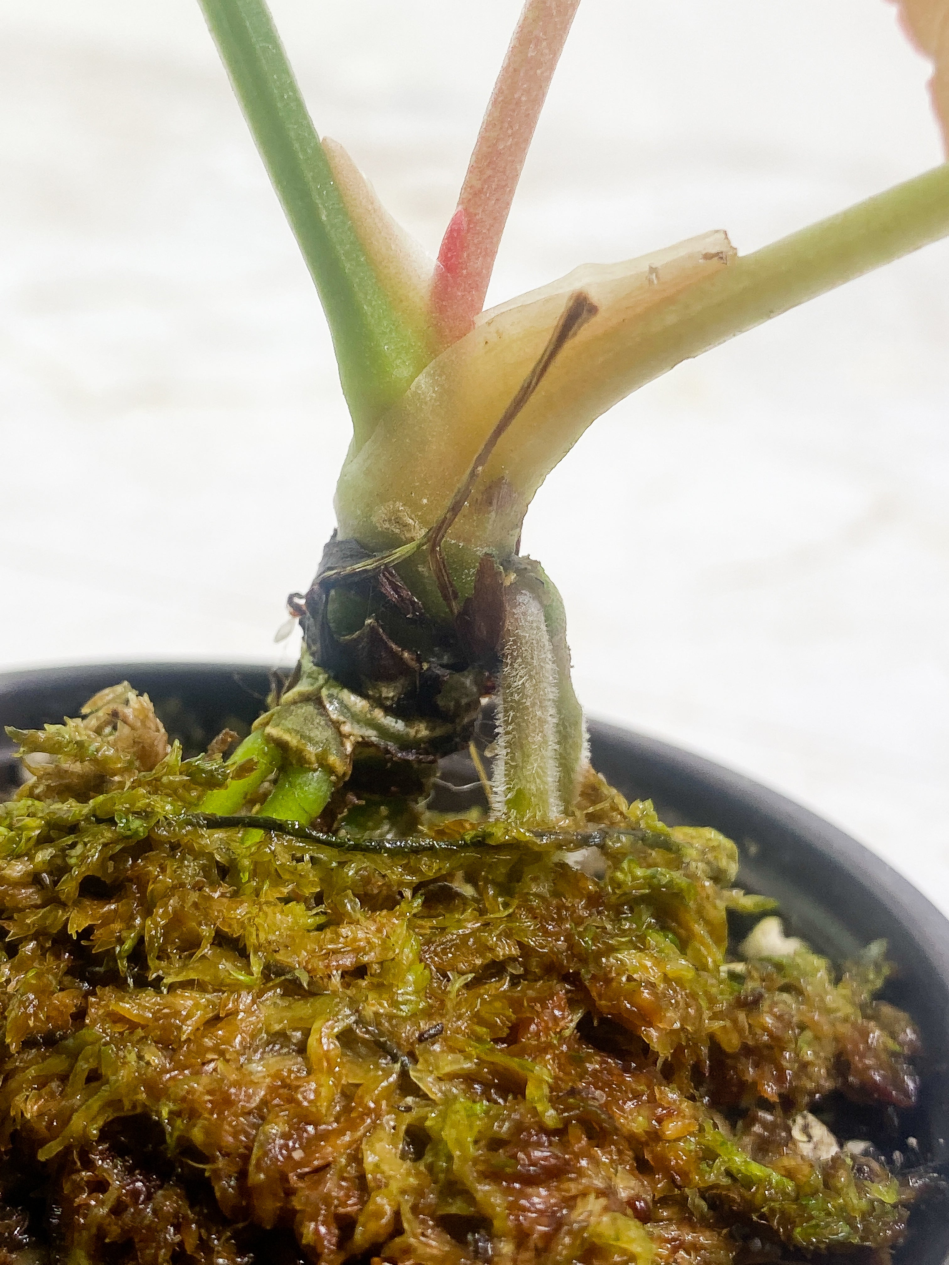 Anthurium debilis 2 leaves Rooted