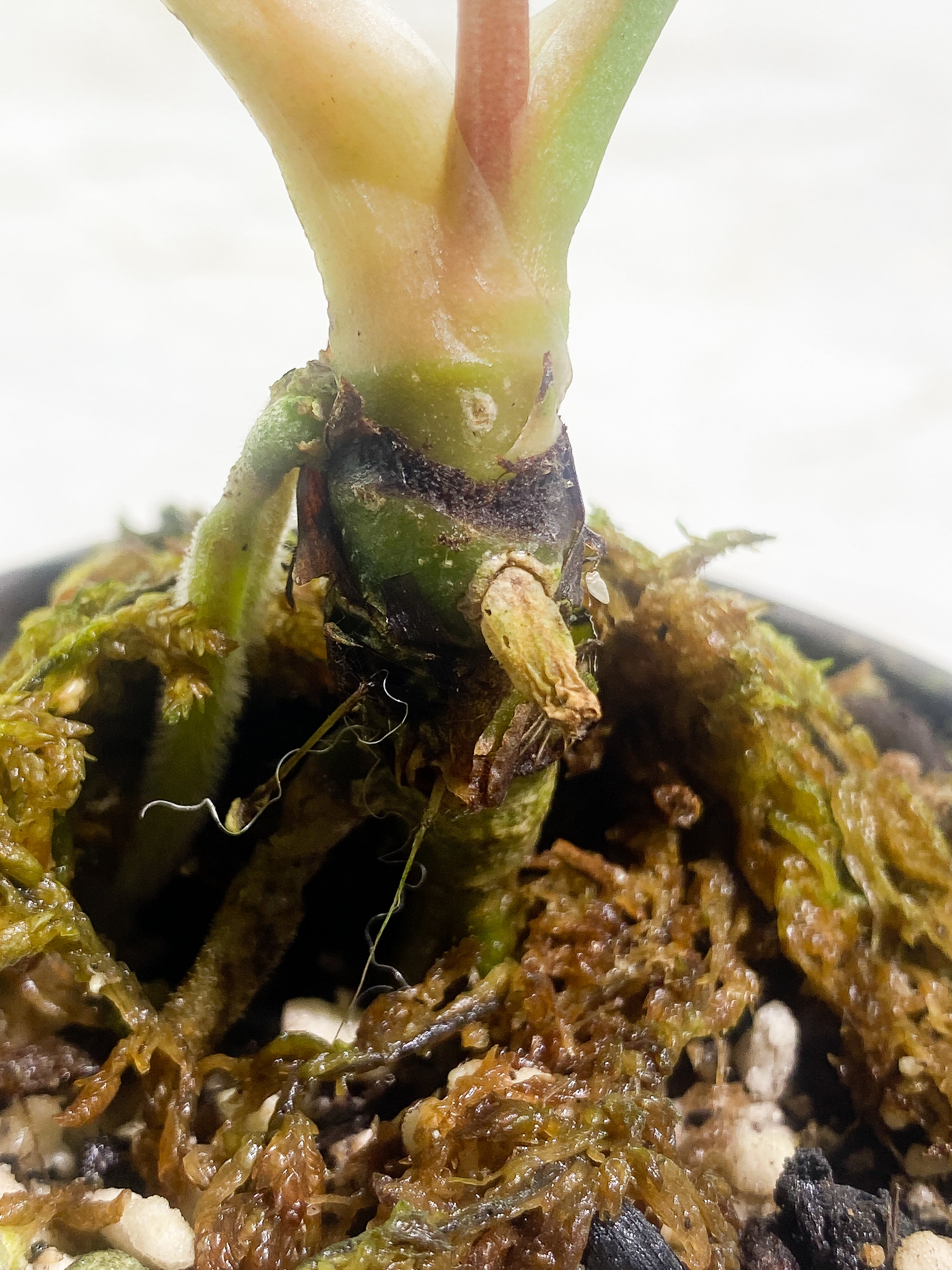 Anthurium debilis 2 leaves Rooted
