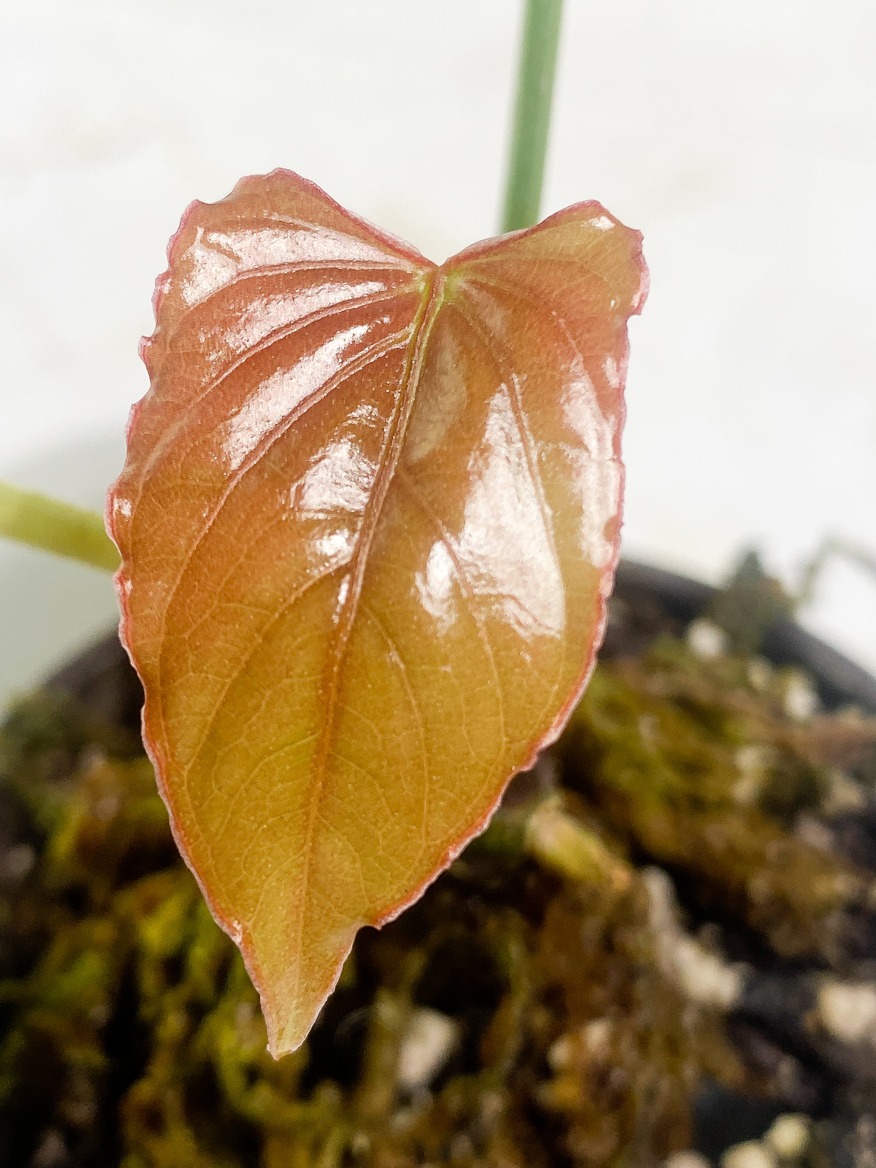 Anthurium debilis 2 leaves Rooted