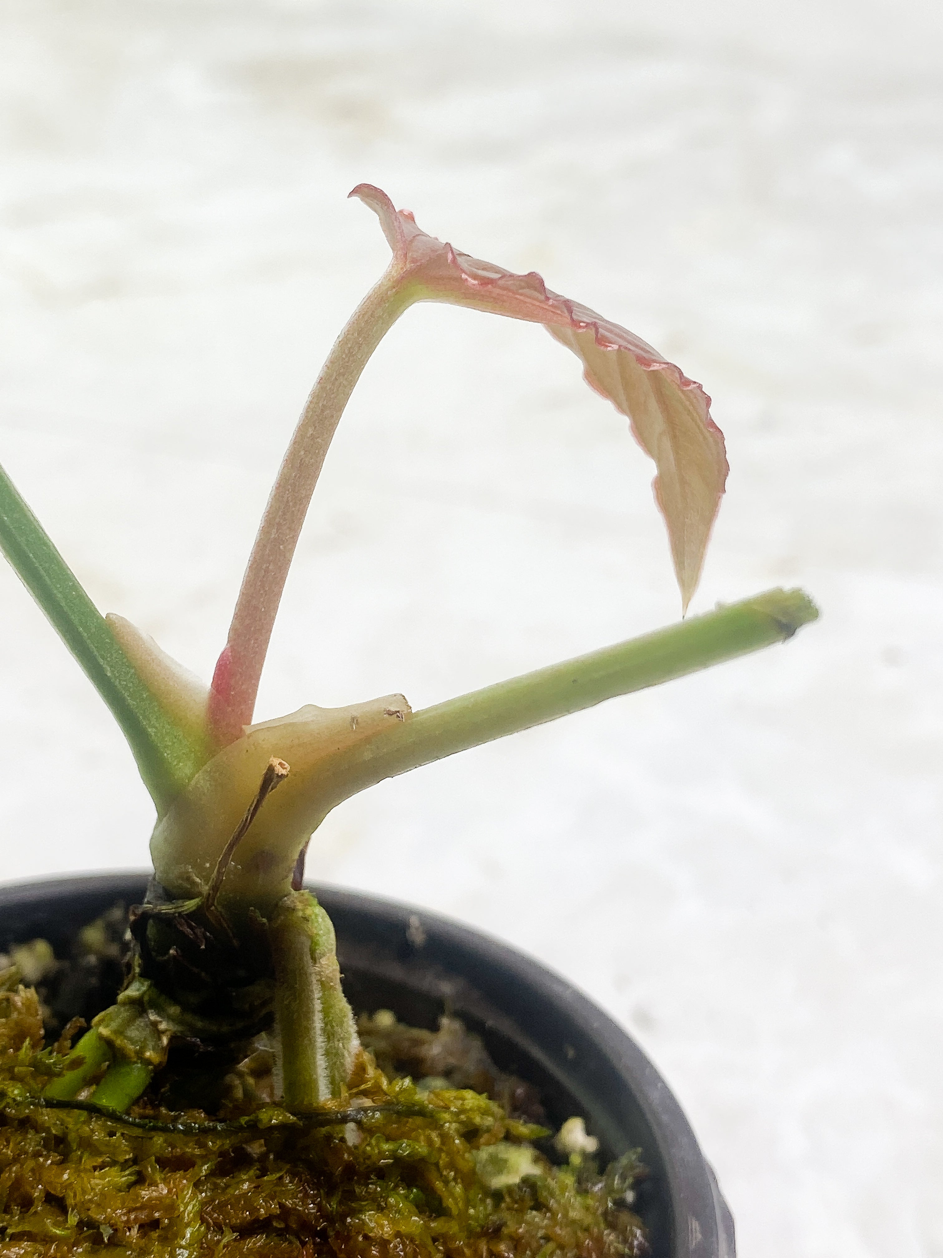 Anthurium debilis 2 leaves Rooted